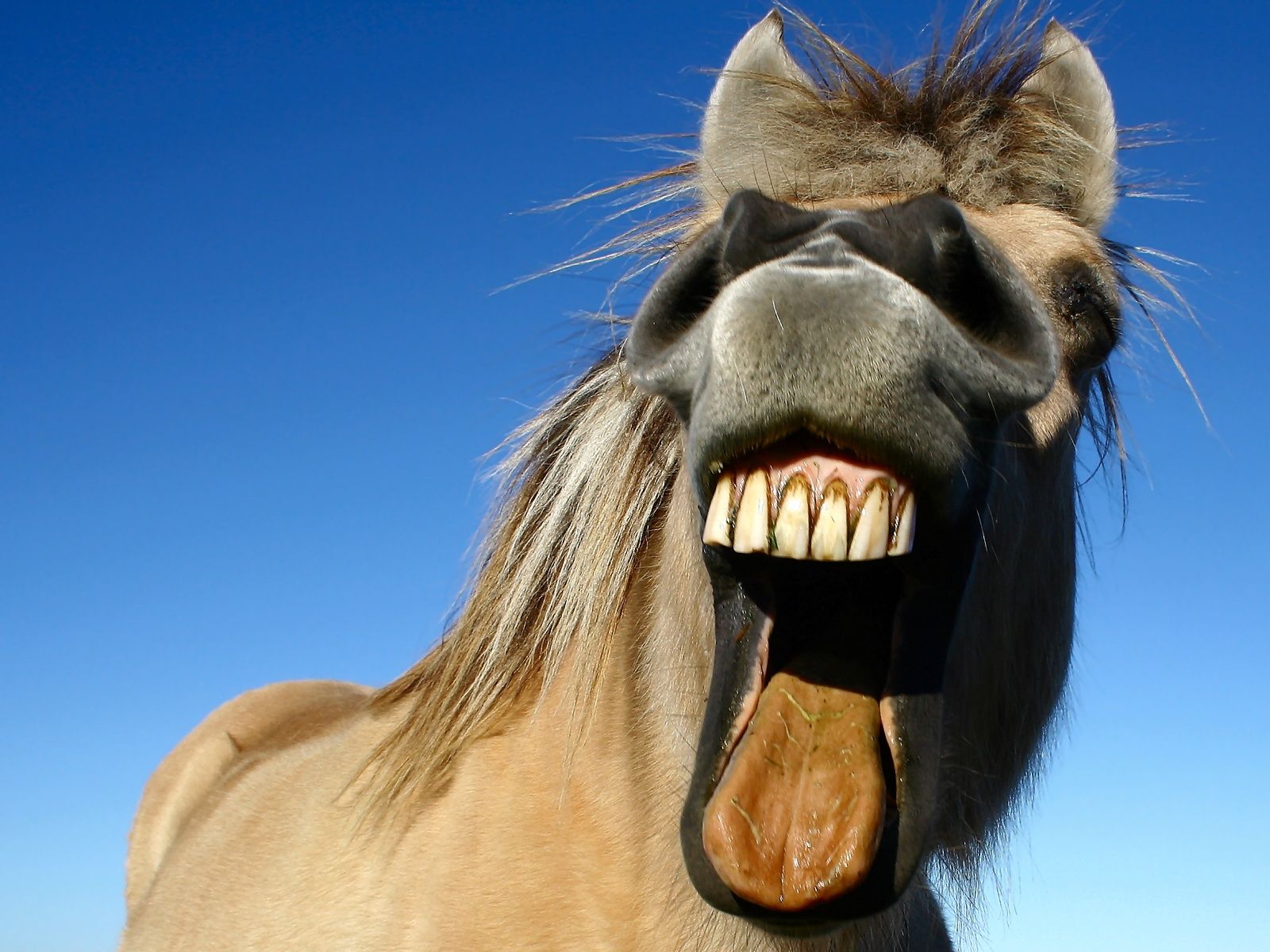 Funny Horses Wallpapers Wallpaper Cave
