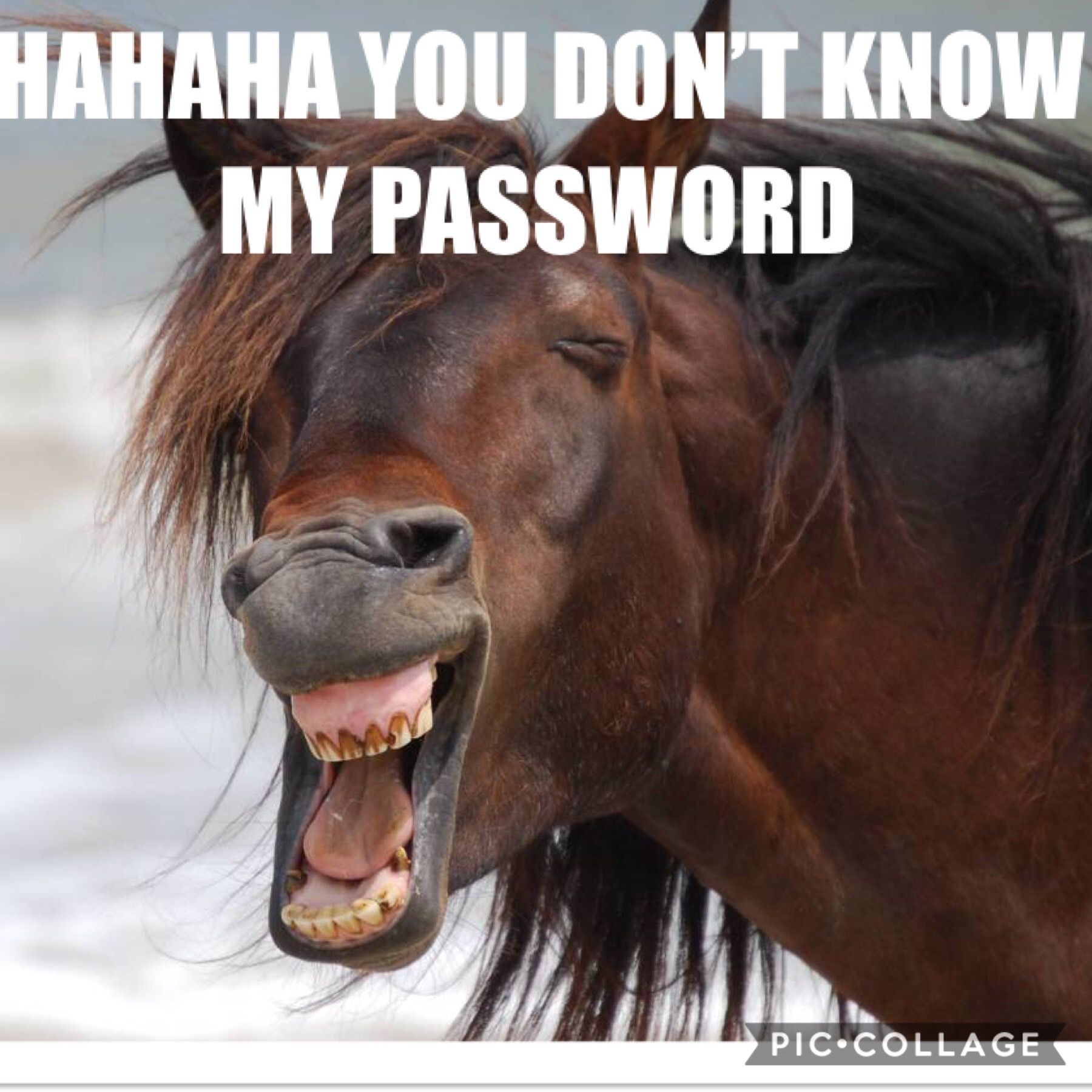Funny Horse Wallpapers Wallpaper Cave