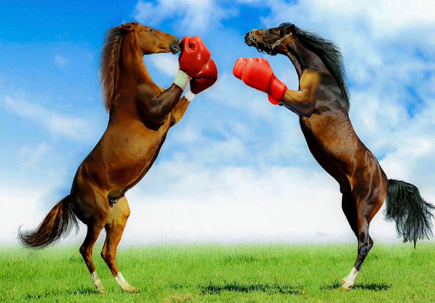 Funny Horses Wallpapers Wallpaper Cave
