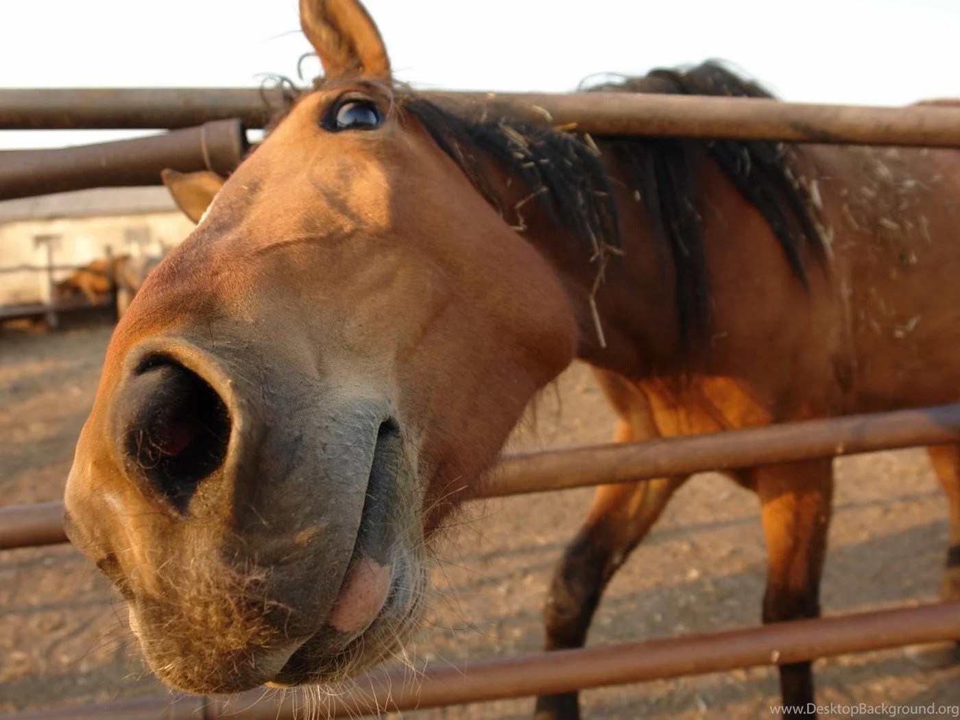 Funny Horses Wallpapers Wallpaper Cave