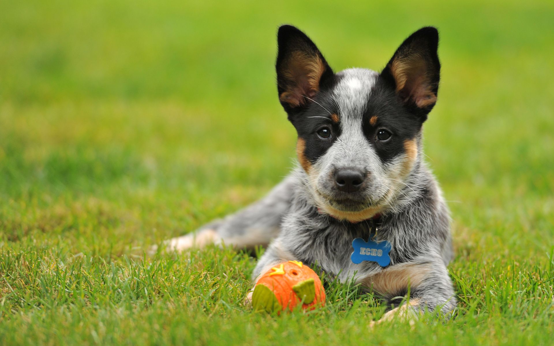 Blue Heeler Wallpapers Wallpaper Cave