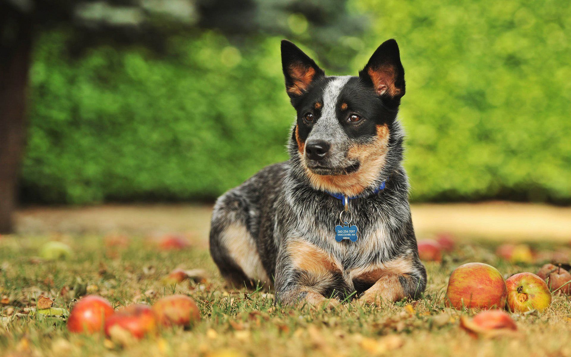 Blue Heeler Wallpapers Wallpaper Cave
