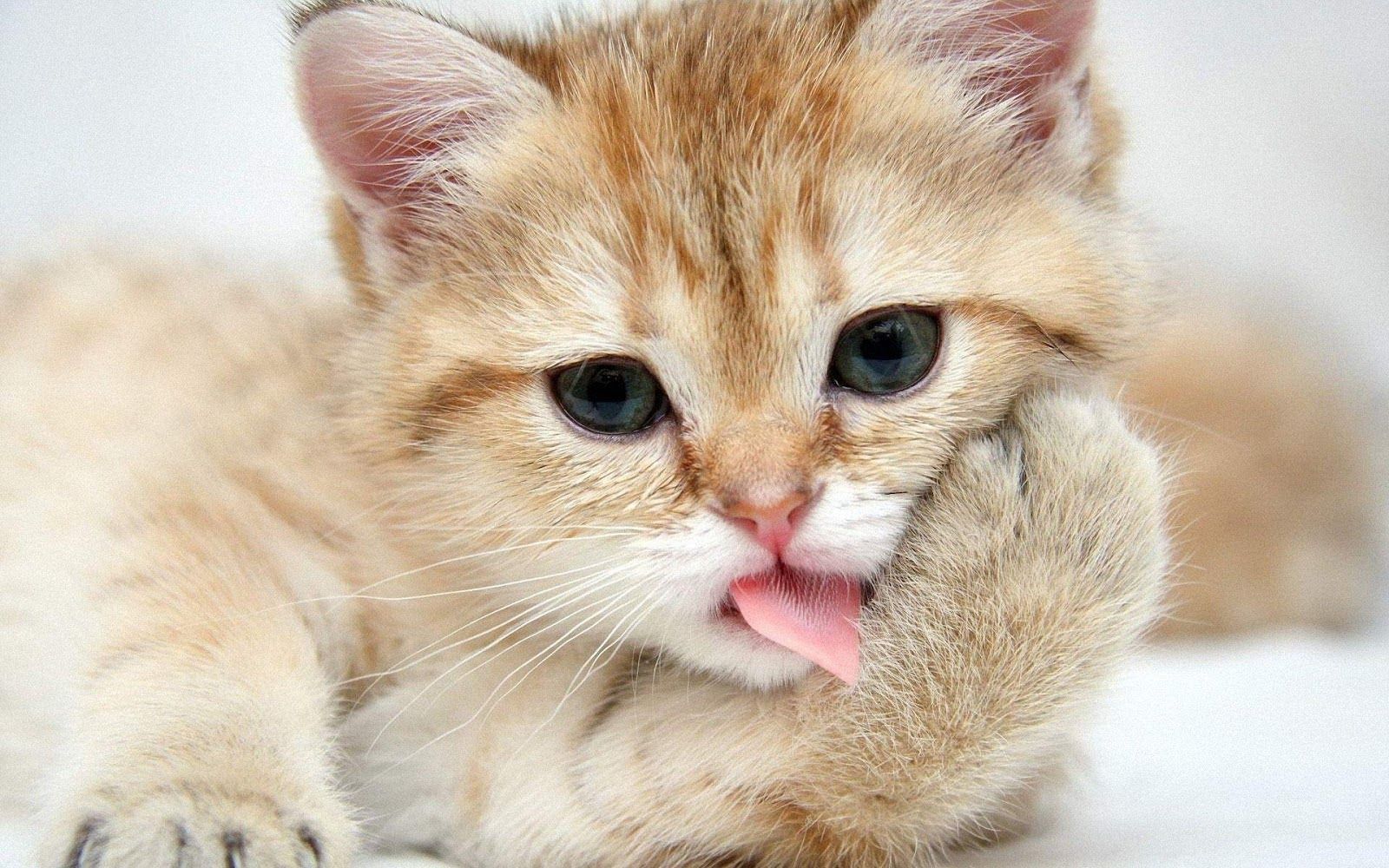 Very Cute Cats Wallpapers Wallpaper Cave