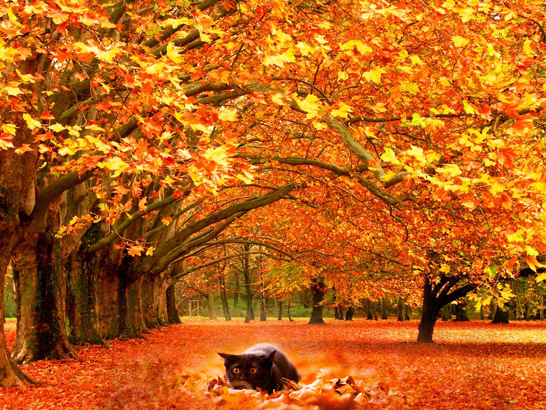 Cats Autumn Wallpapers Wallpaper Cave