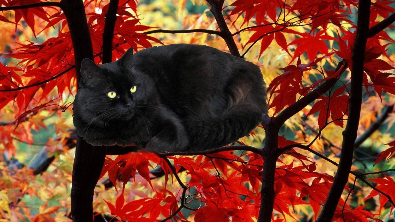 Fall Cats Wallpapers Wallpaper Cave