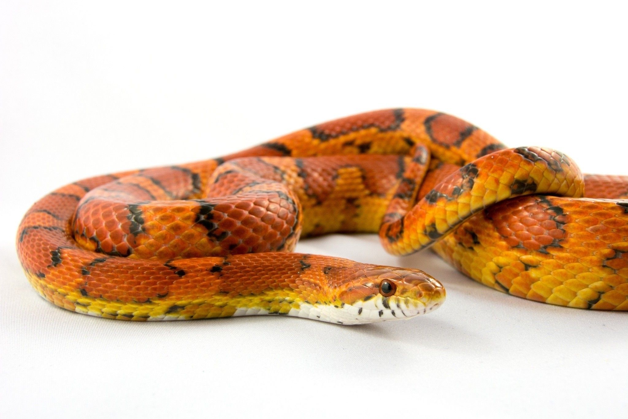 Corn Snake Wallpapers Wallpaper Cave
