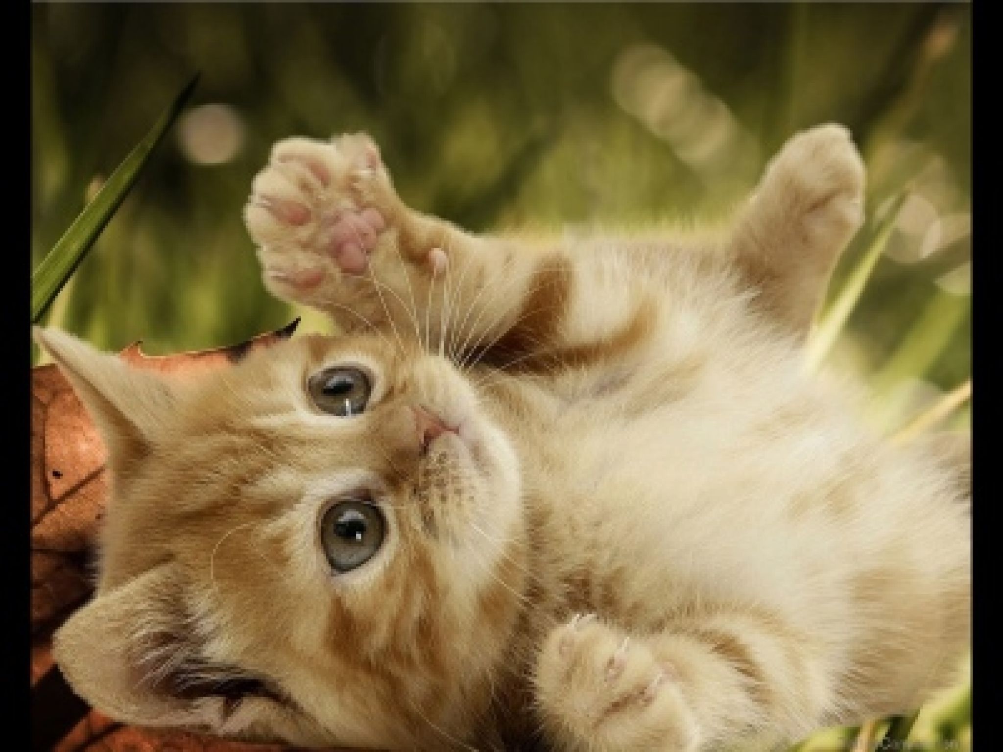 Cute Dogs And Cats Wallpapers Wallpaper Cave