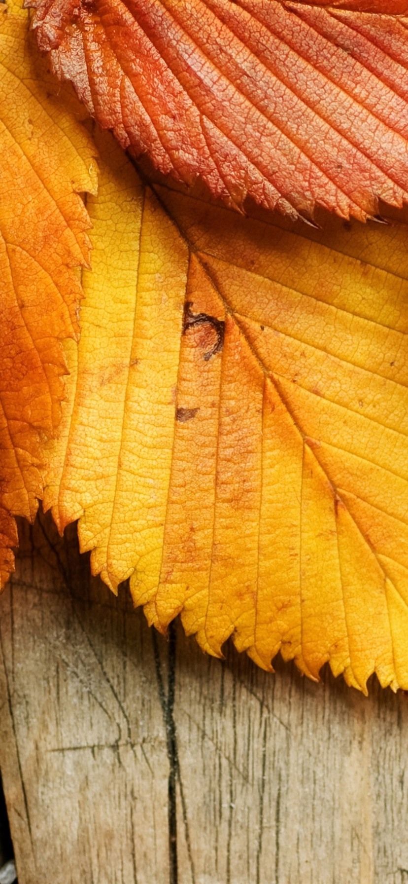 Red And Yellow iPhone Wallpapers Wallpaper Cave