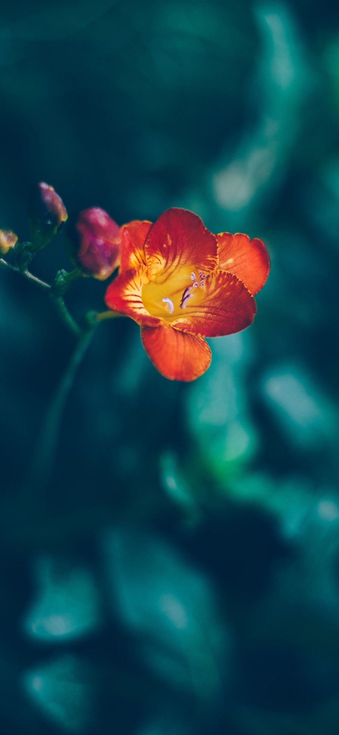 Red And Yellow iPhone Wallpapers Wallpaper Cave