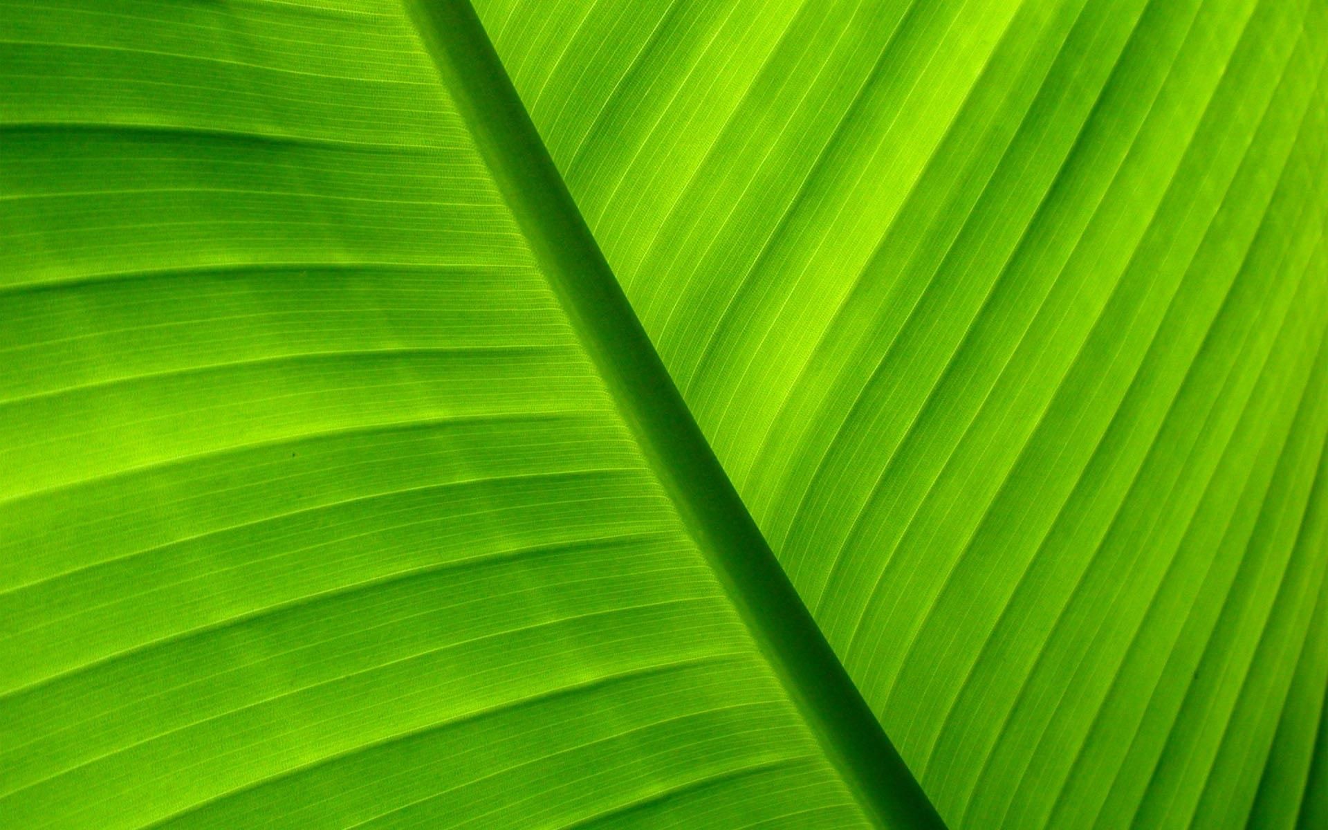 Green Tropical Leaves Desktop Wallpapers Wallpaper Cave
