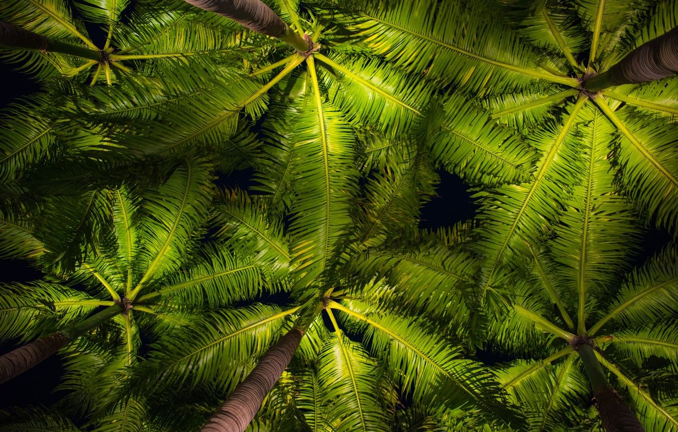 Green Tropical Leaves Desktop Wallpapers Wallpaper Cave