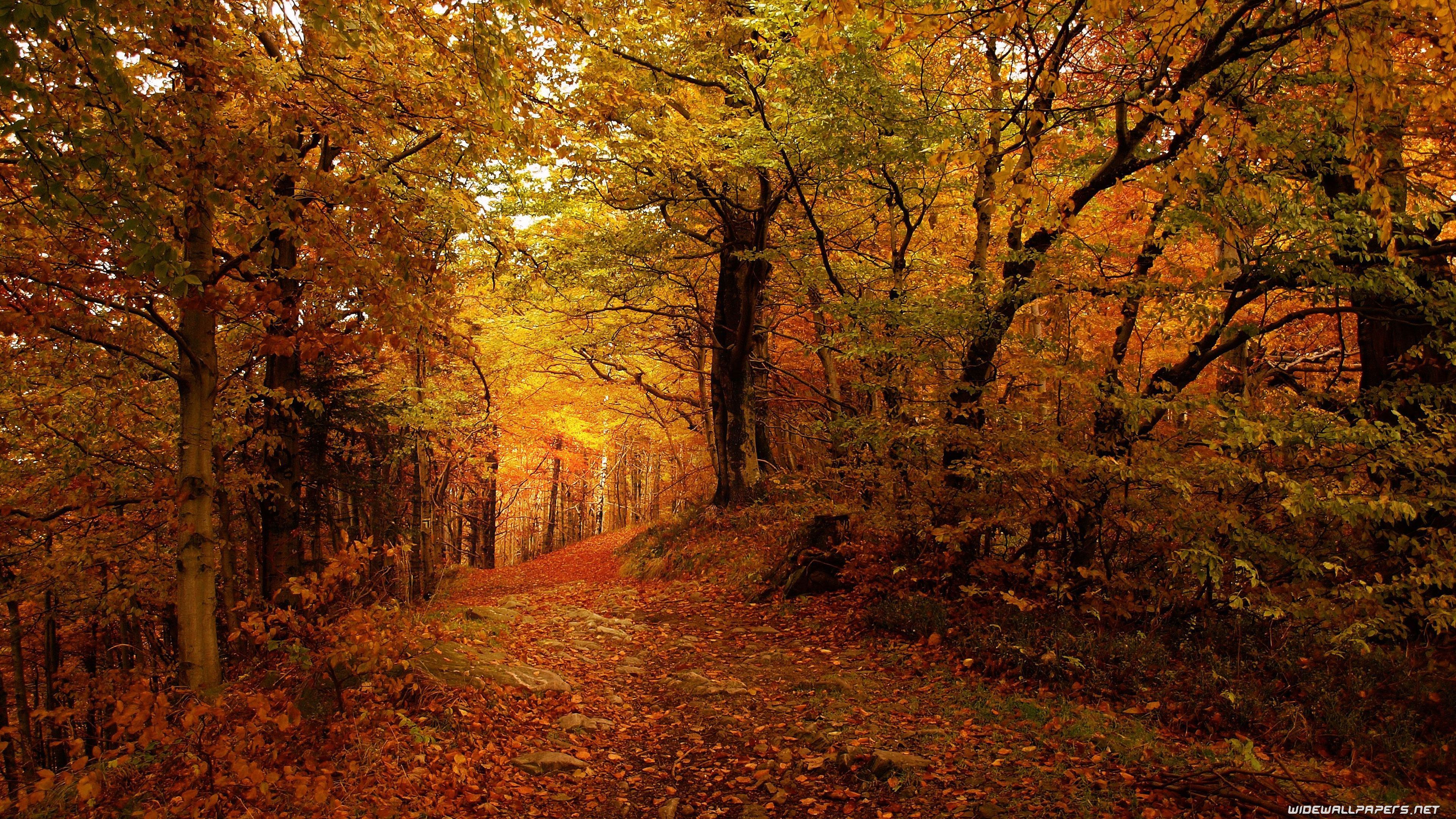4k Nature Autumn Wallpapers Wallpaper Cave