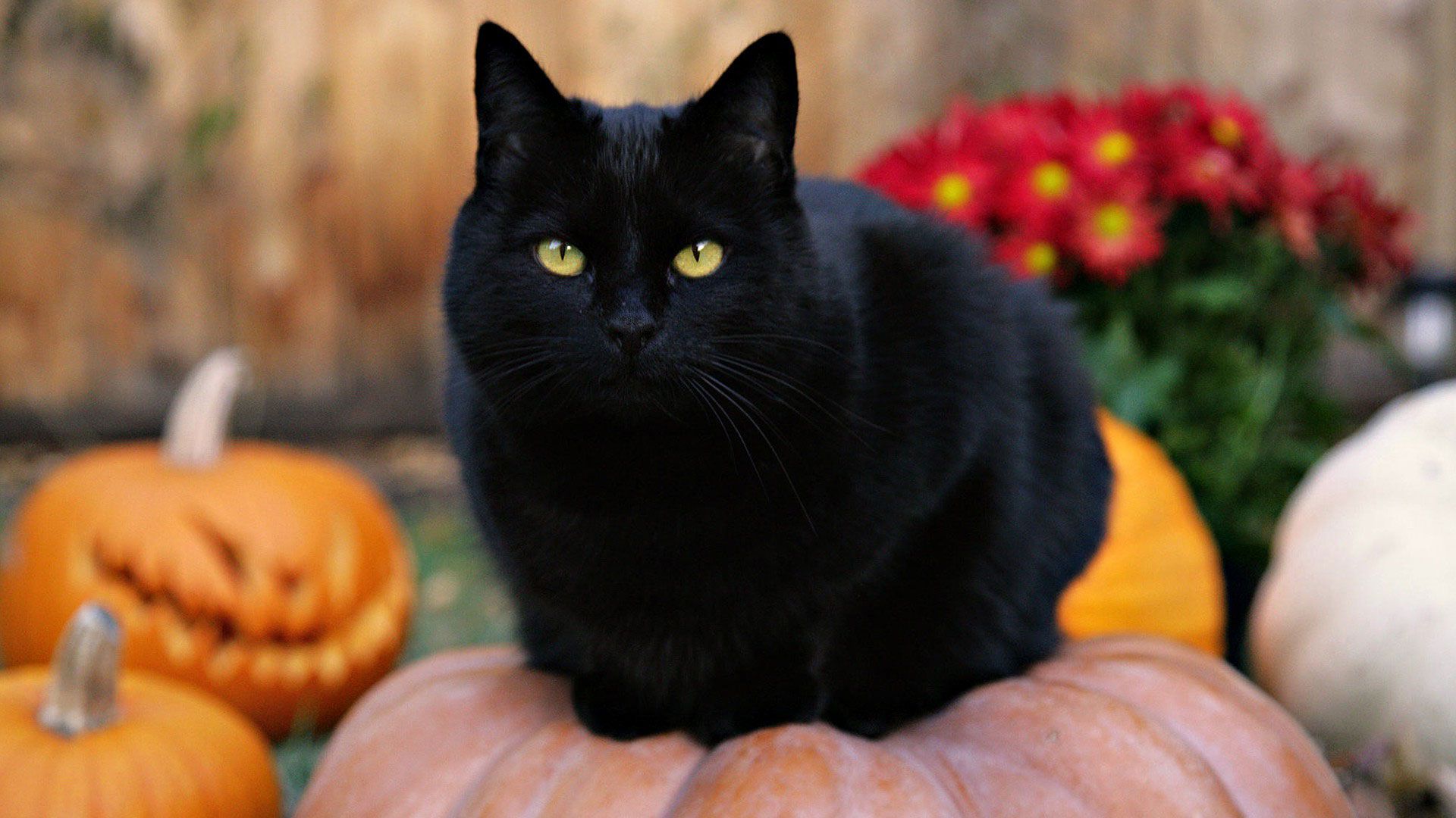 Happy Halloween Cats Wallpapers Wallpaper Cave