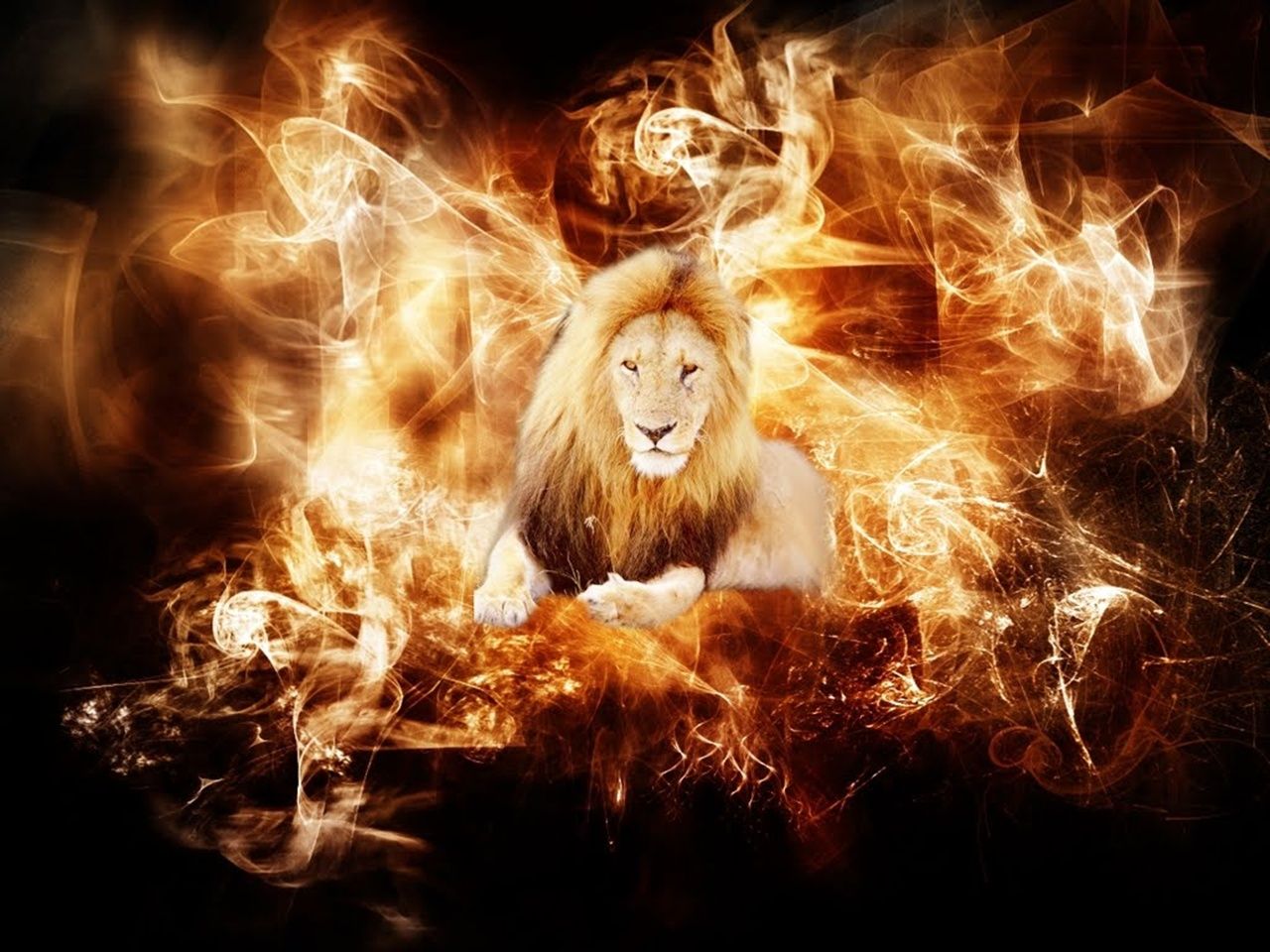Lion Fire Wallpapers Wallpaper Cave