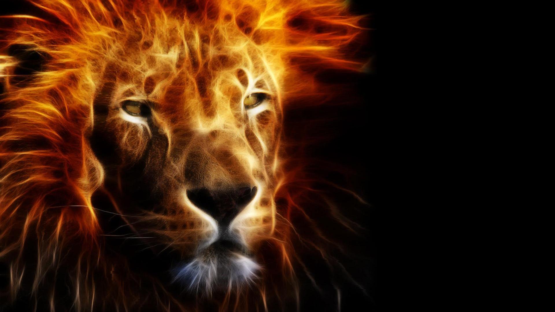 Lion Fire Wallpapers Wallpaper Cave