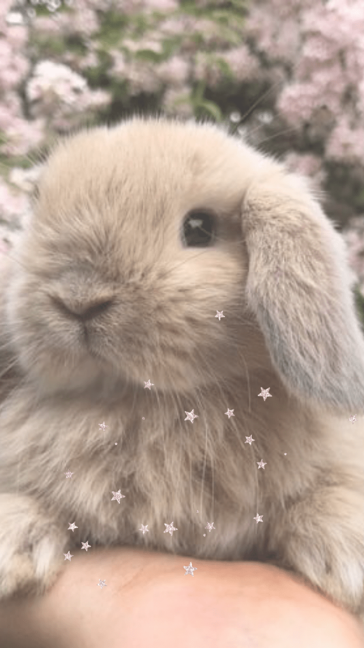 Mini Lop Rabbit Wallpapers Wallpaper Cave