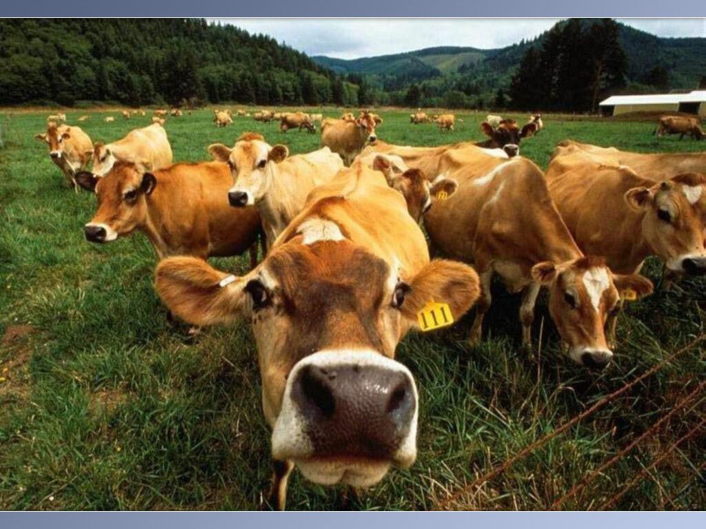 Farm Animal Wallpapers Wallpaper Cave