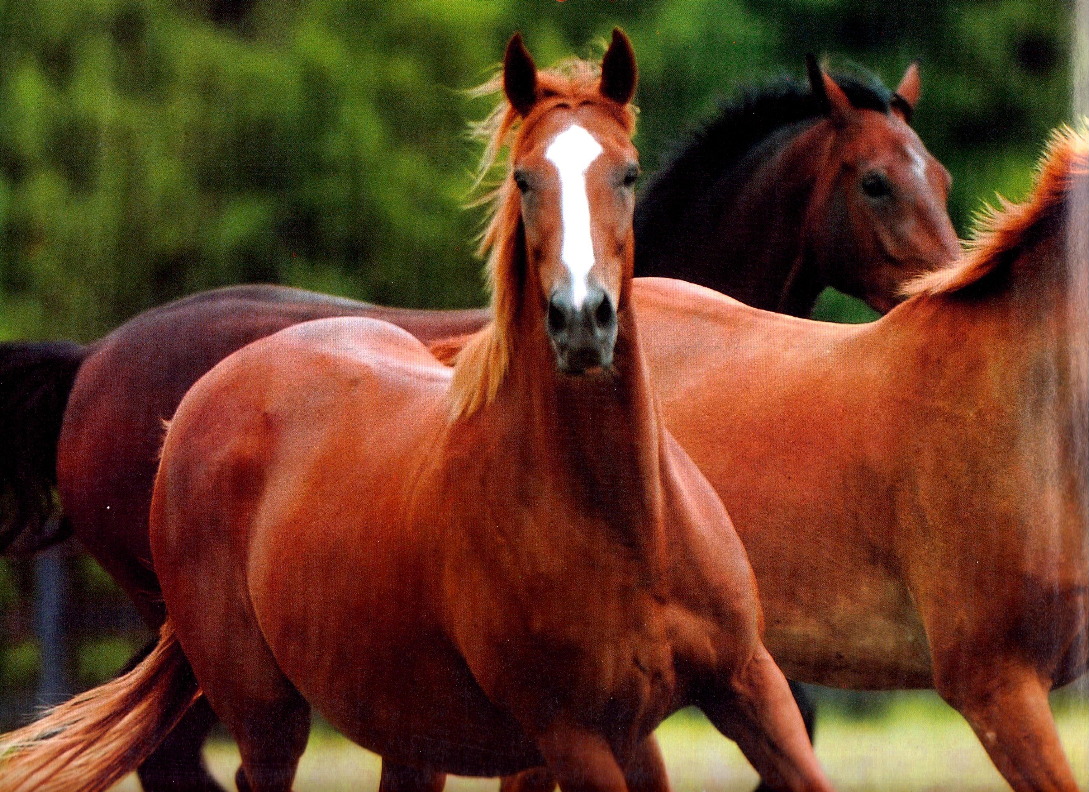 Chestnut Horse Wallpapers Wallpaper Cave