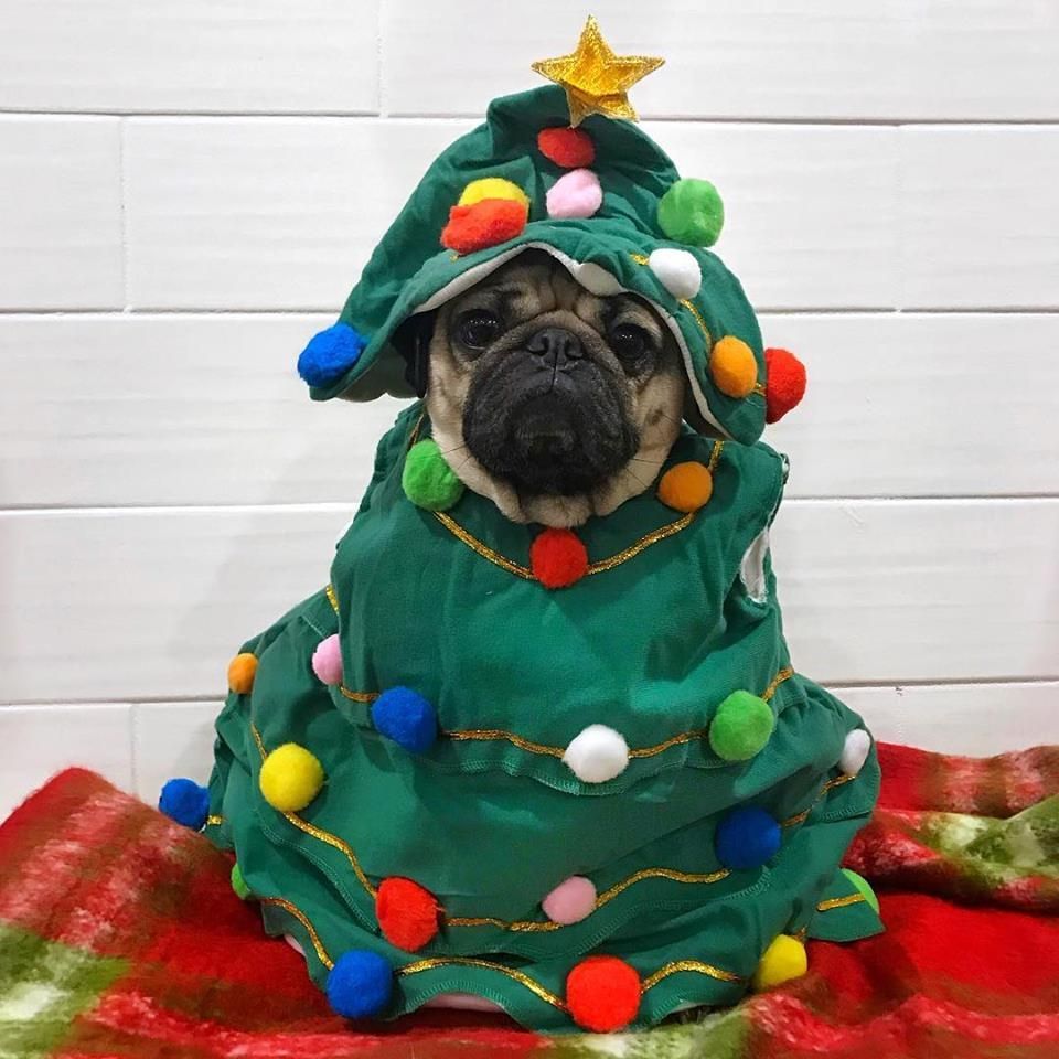 Christmas Pugs Wallpapers Wallpaper Cave