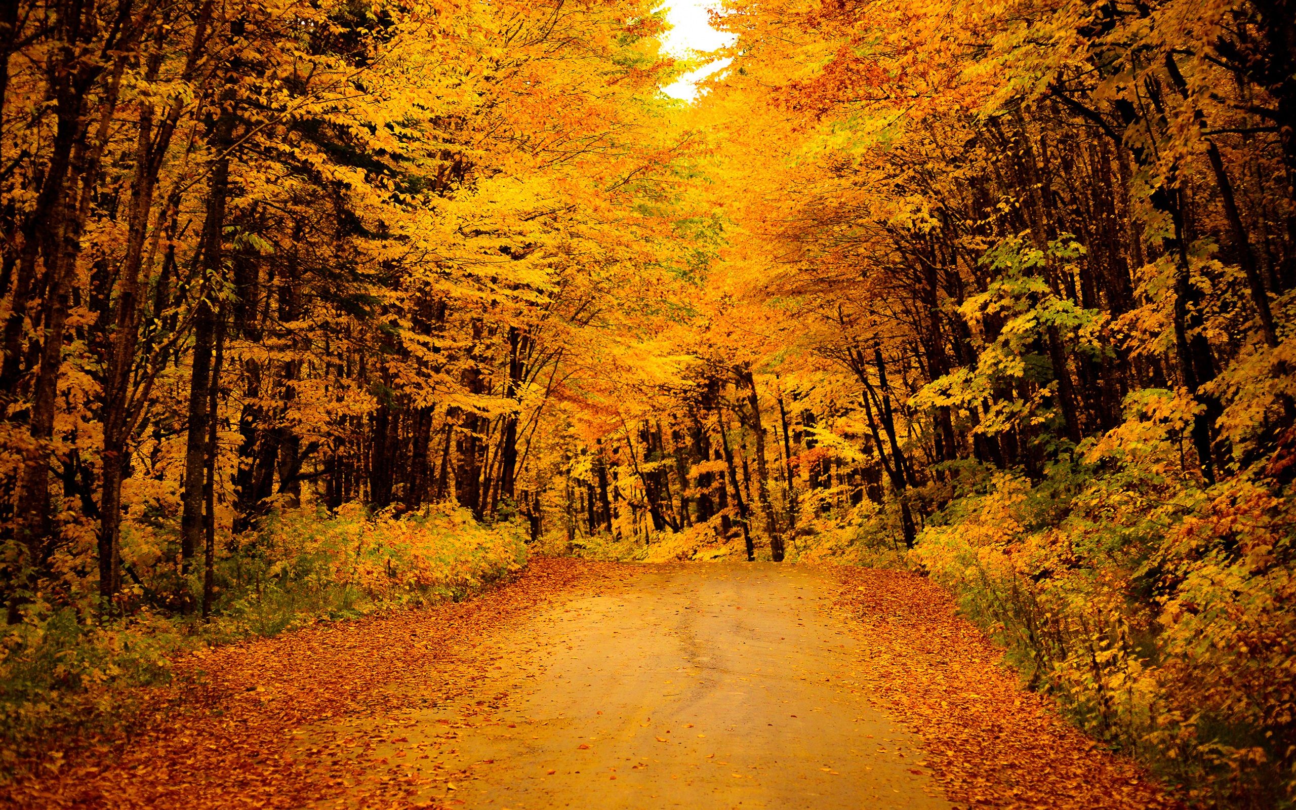 A Golden Autumn Wallpapers Wallpaper Cave