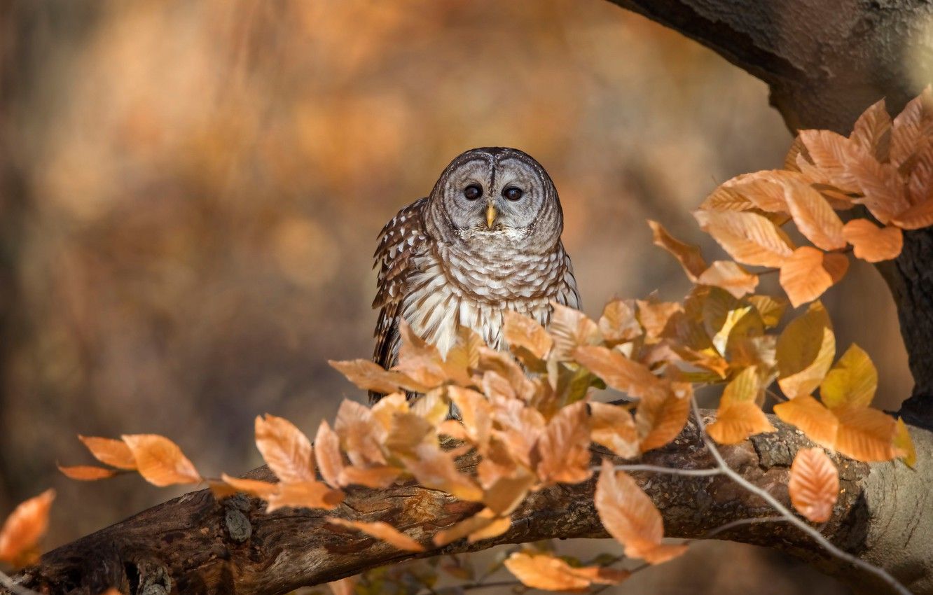 Autumn Owl Wallpapers Wallpaper Cave