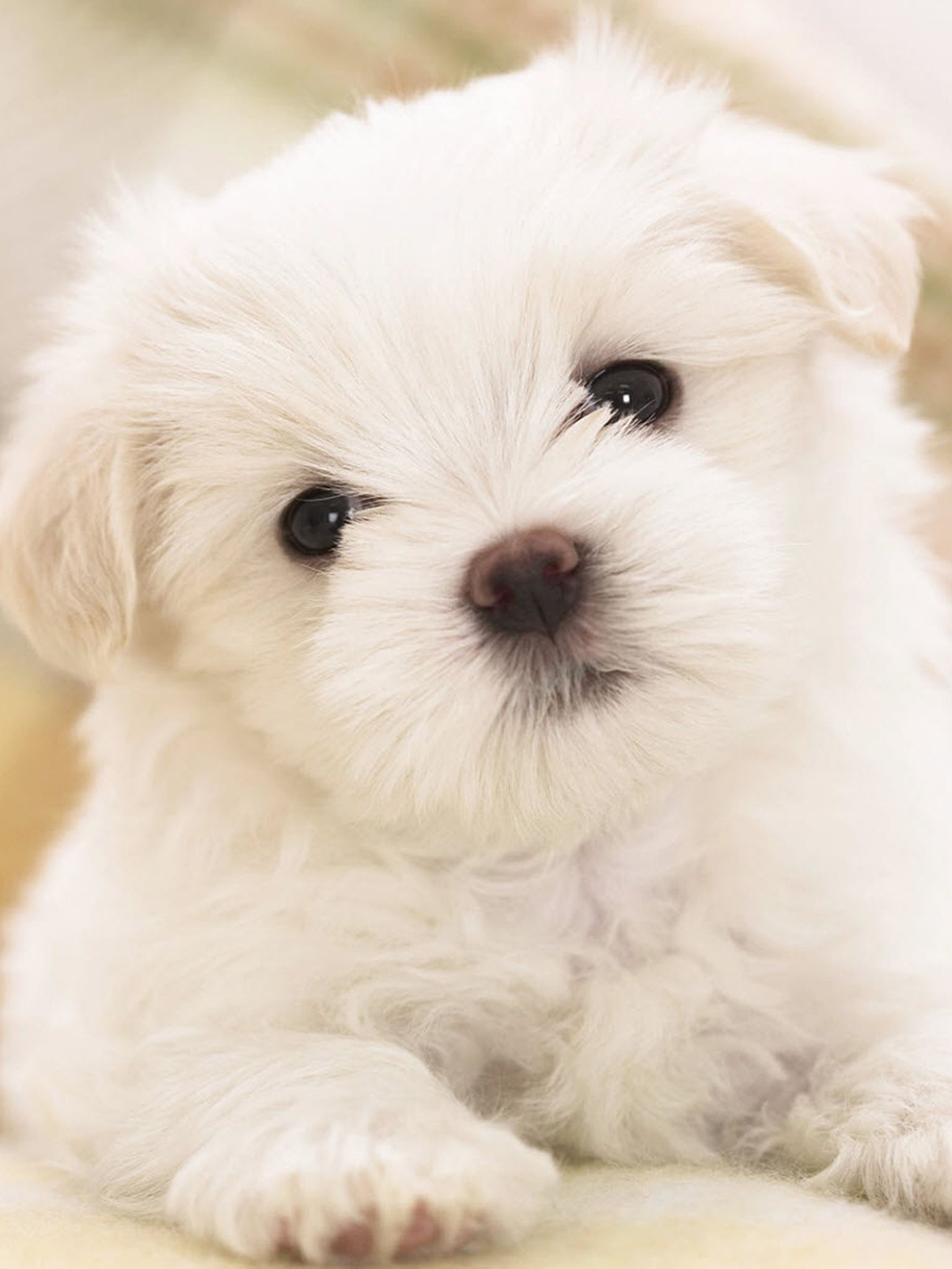 Fluffy Dog Wallpapers Wallpaper Cave