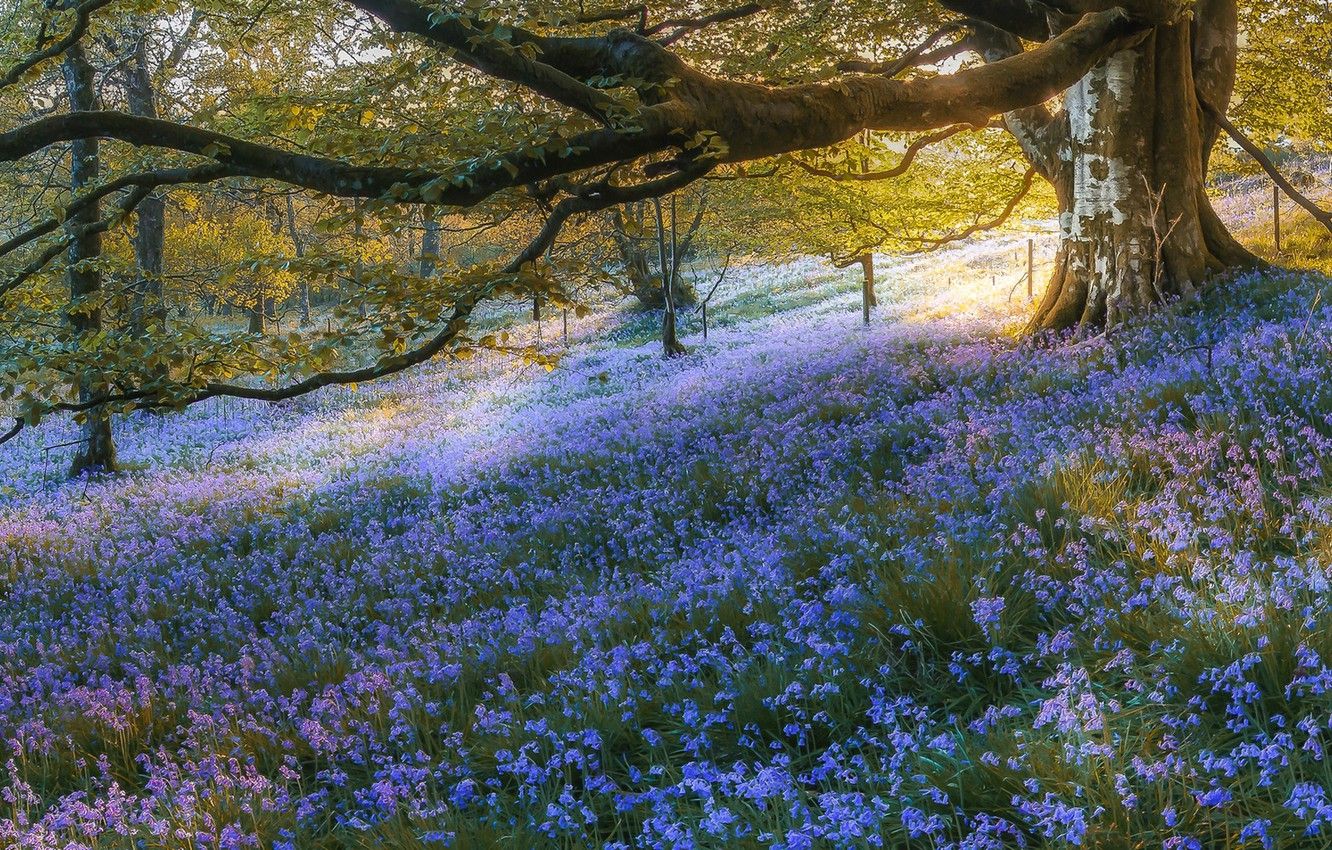Bluebell Woods Wallpapers Wallpaper Cave