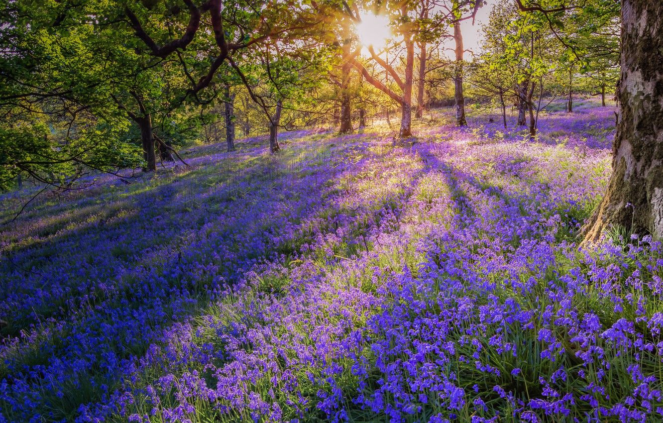 Bluebell Woods Wallpapers Wallpaper Cave