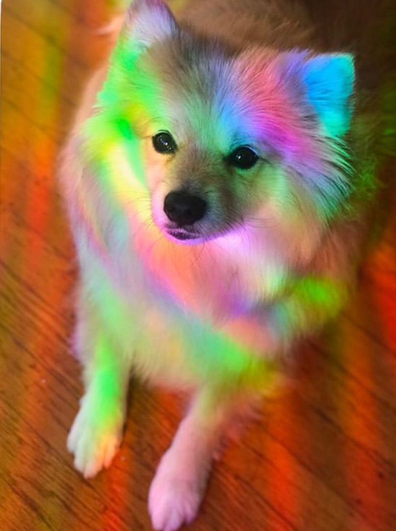 Rainbow Dog Wallpapers Wallpaper Cave
