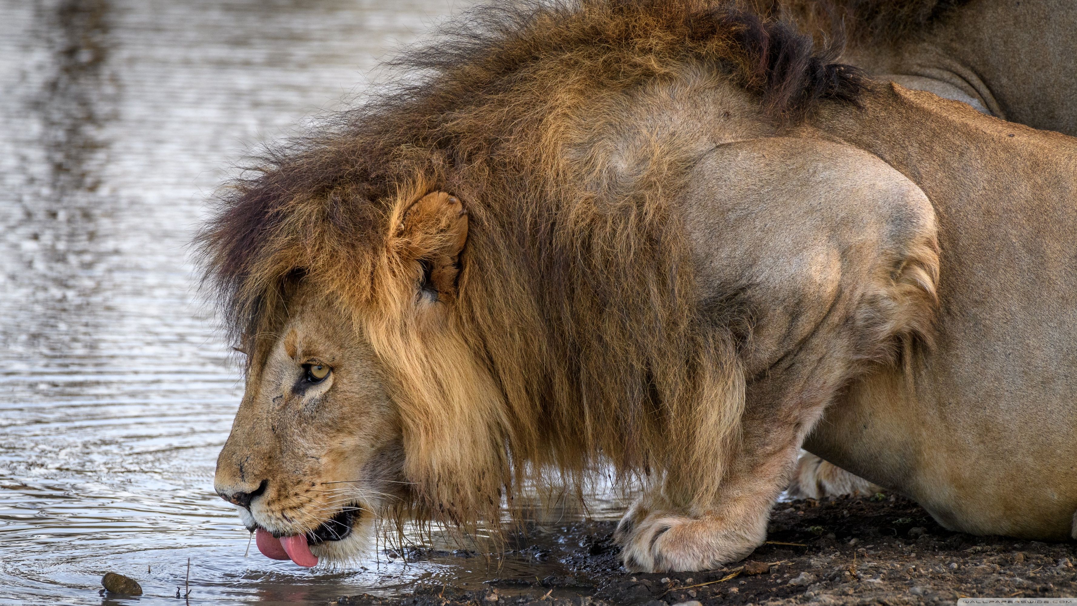 Water Lion Wallpapers Wallpaper Cave