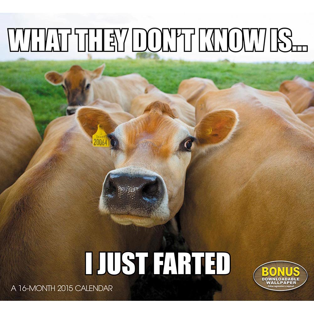 Funny Animal Memes Wallpapers Wallpaper Cave