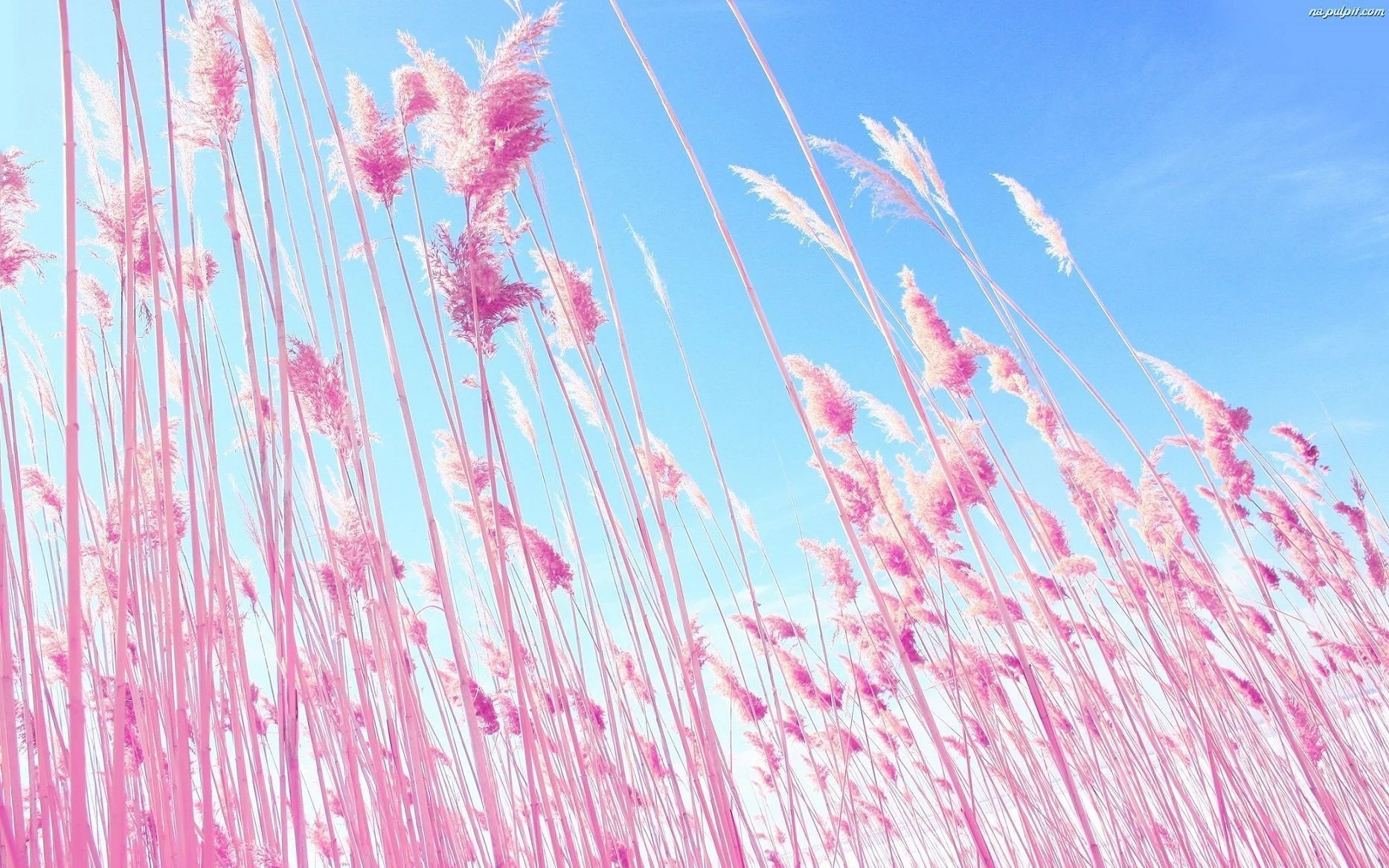 Pink Macbook Wallpapers Wallpaper Cave