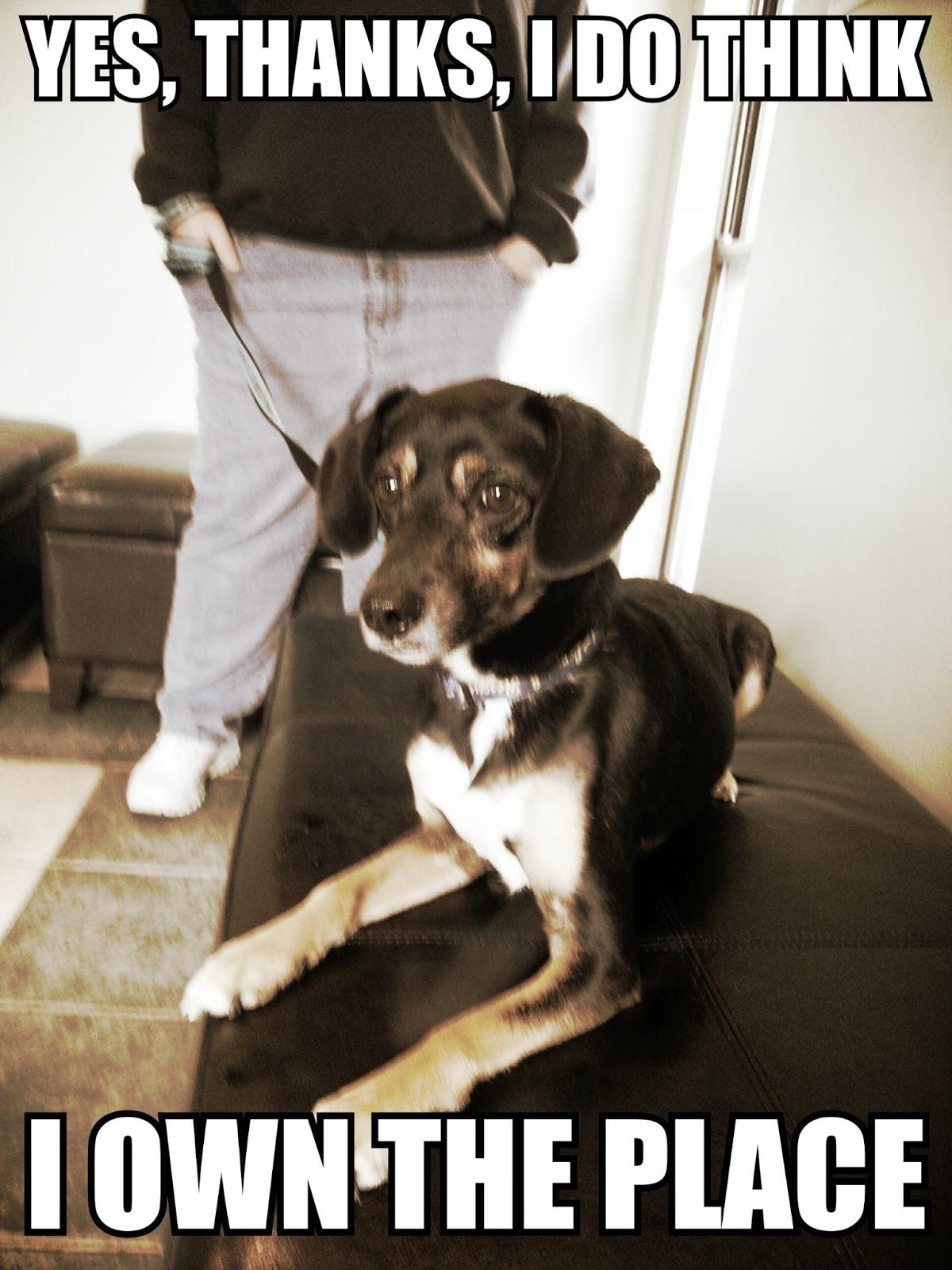 Funny Animal Memes Wallpapers Wallpaper Cave