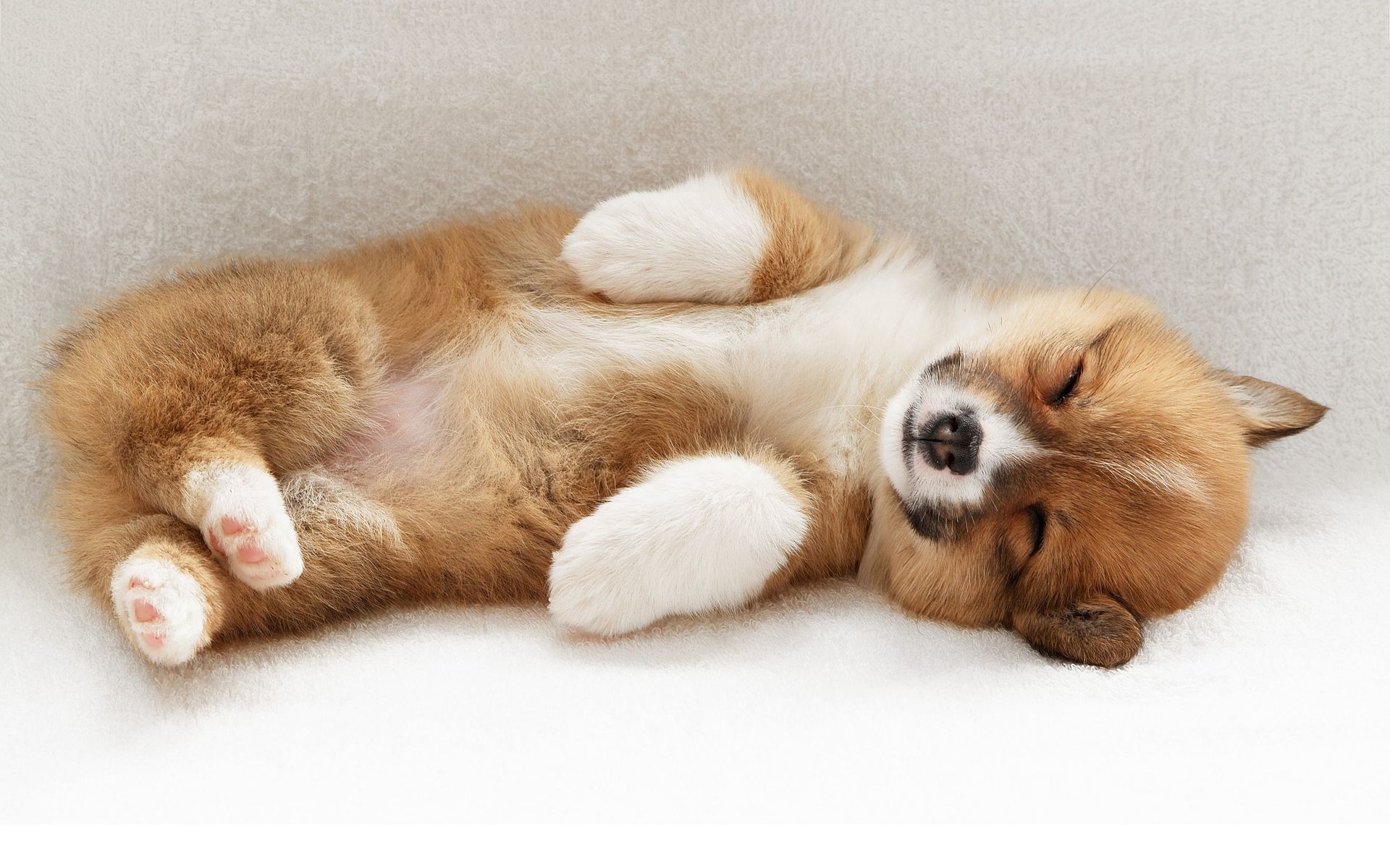 Cute Sleeping Puppy Wallpapers Wallpaper Cave