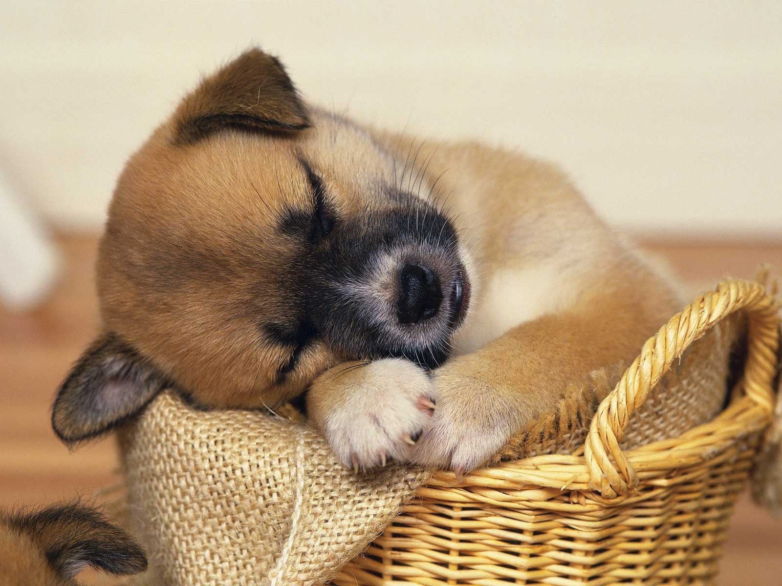 Cute Sleeping Puppy Wallpapers Wallpaper Cave