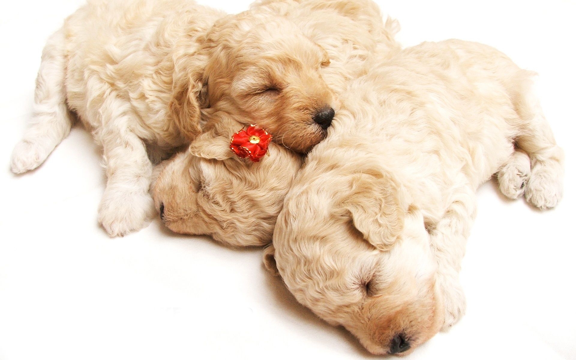Cute Sleeping Puppy Wallpapers Wallpaper Cave