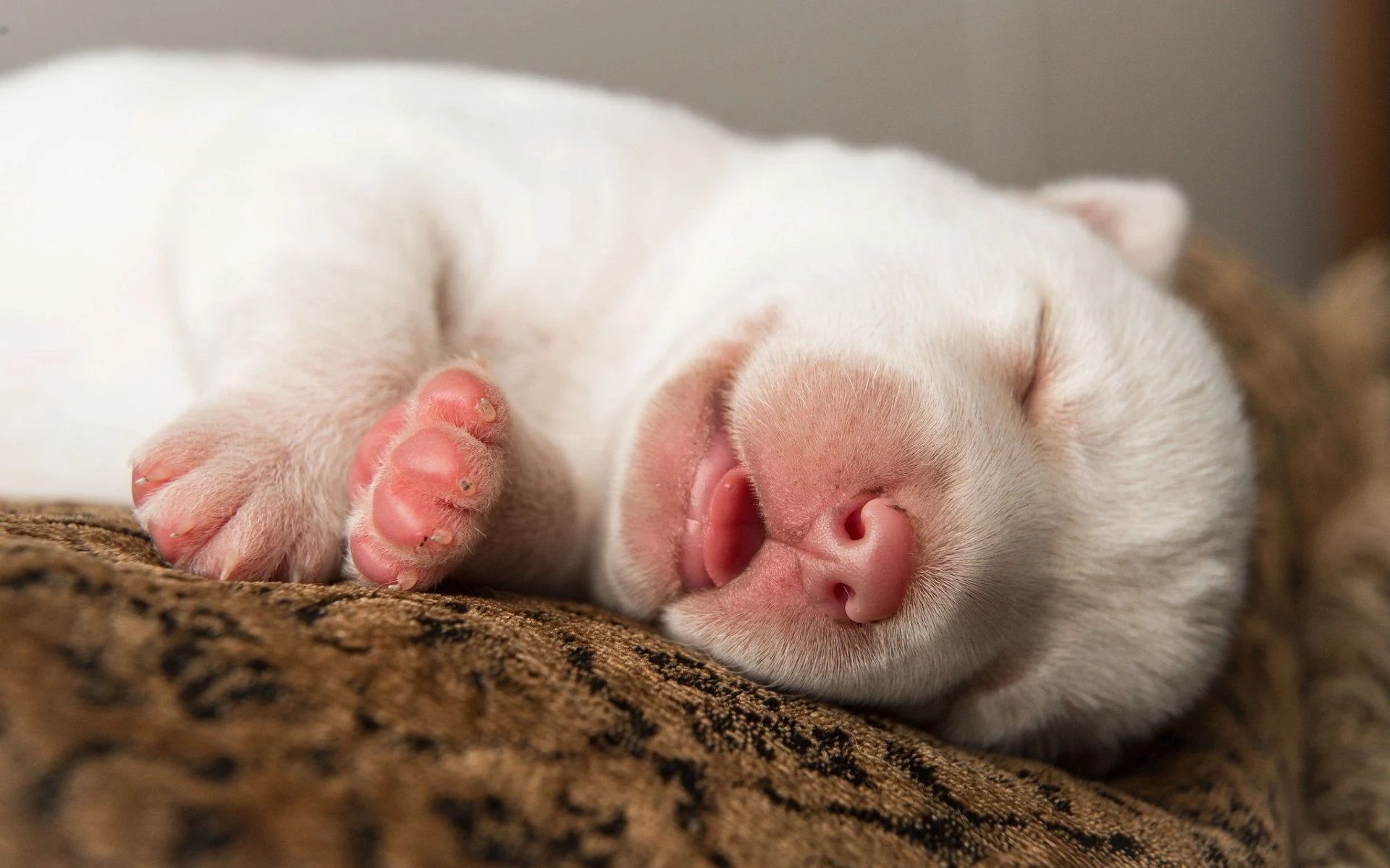 Cute Sleeping Puppy Wallpapers Wallpaper Cave