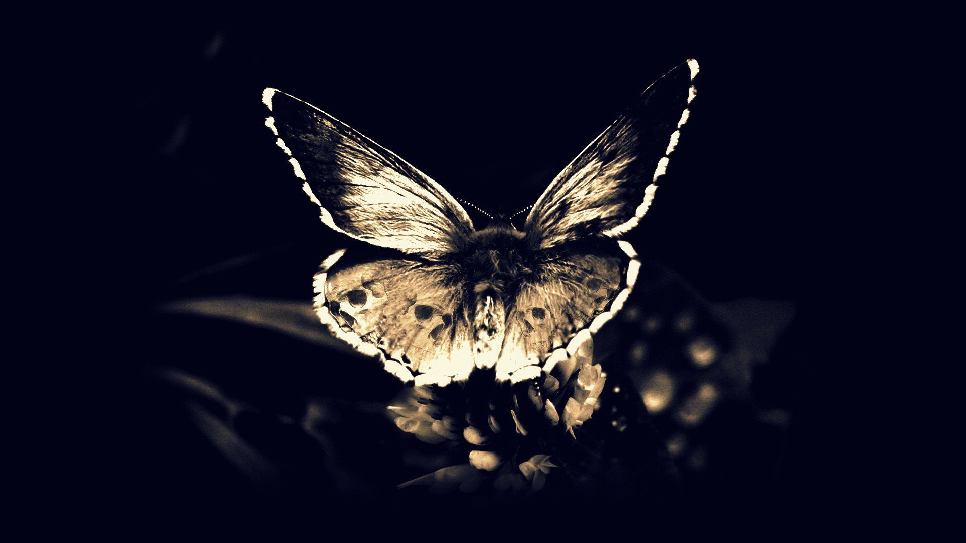 Moth Wallpapers Wallpaper Cave