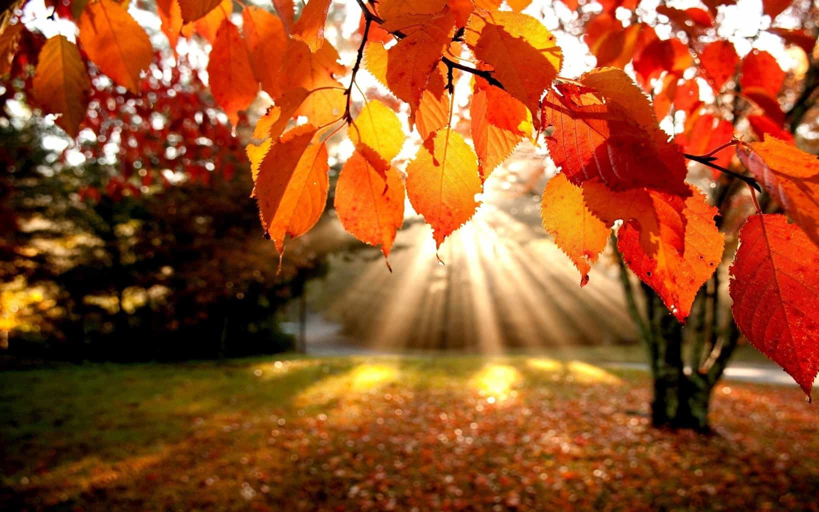 Cozy HD Autumn Wallpapers Wallpaper Cave