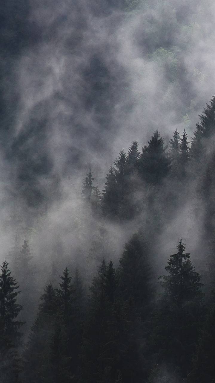 Fog Forest Phone Wallpapers Wallpaper Cave