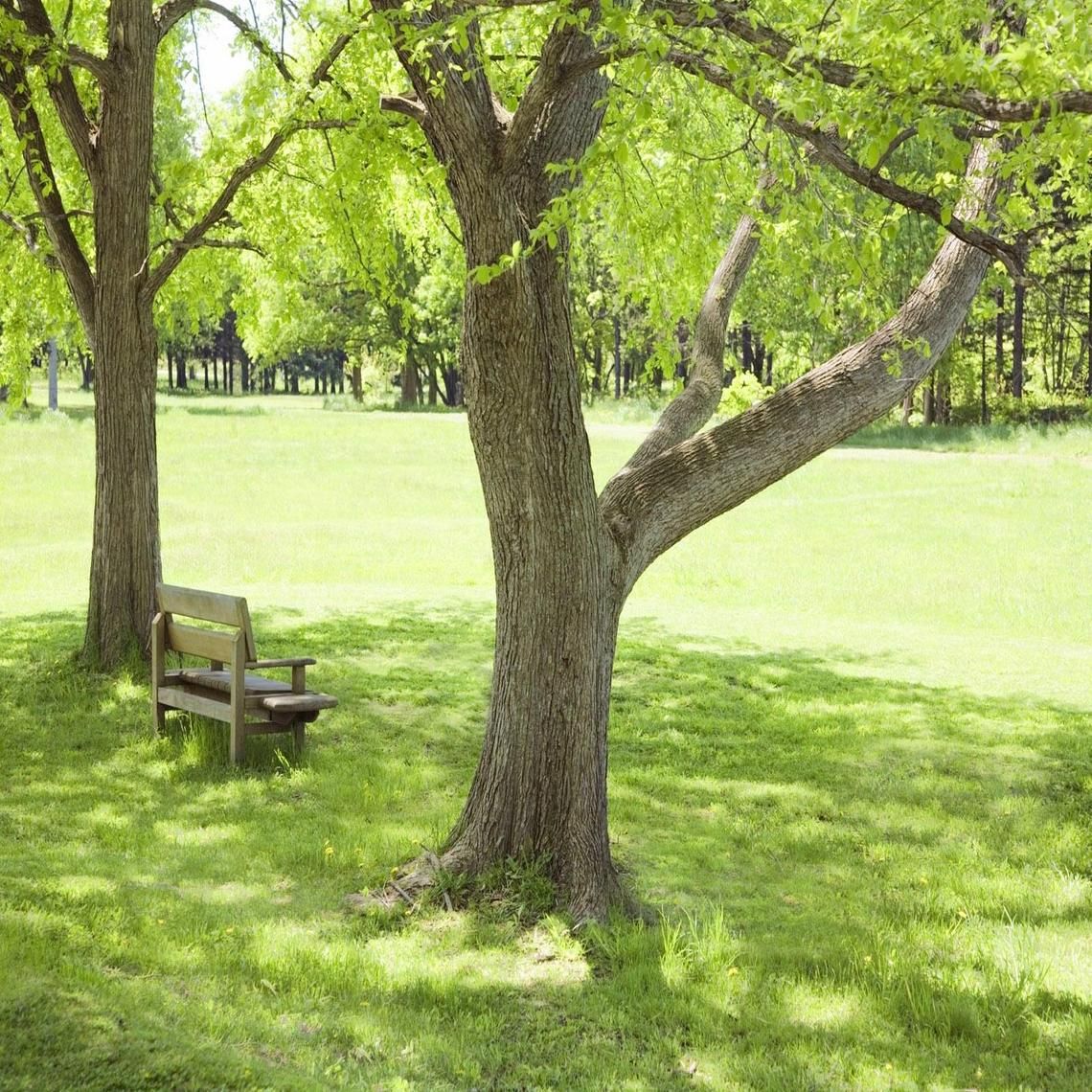 Bench Under Tree Wallpapers Wallpaper Cave