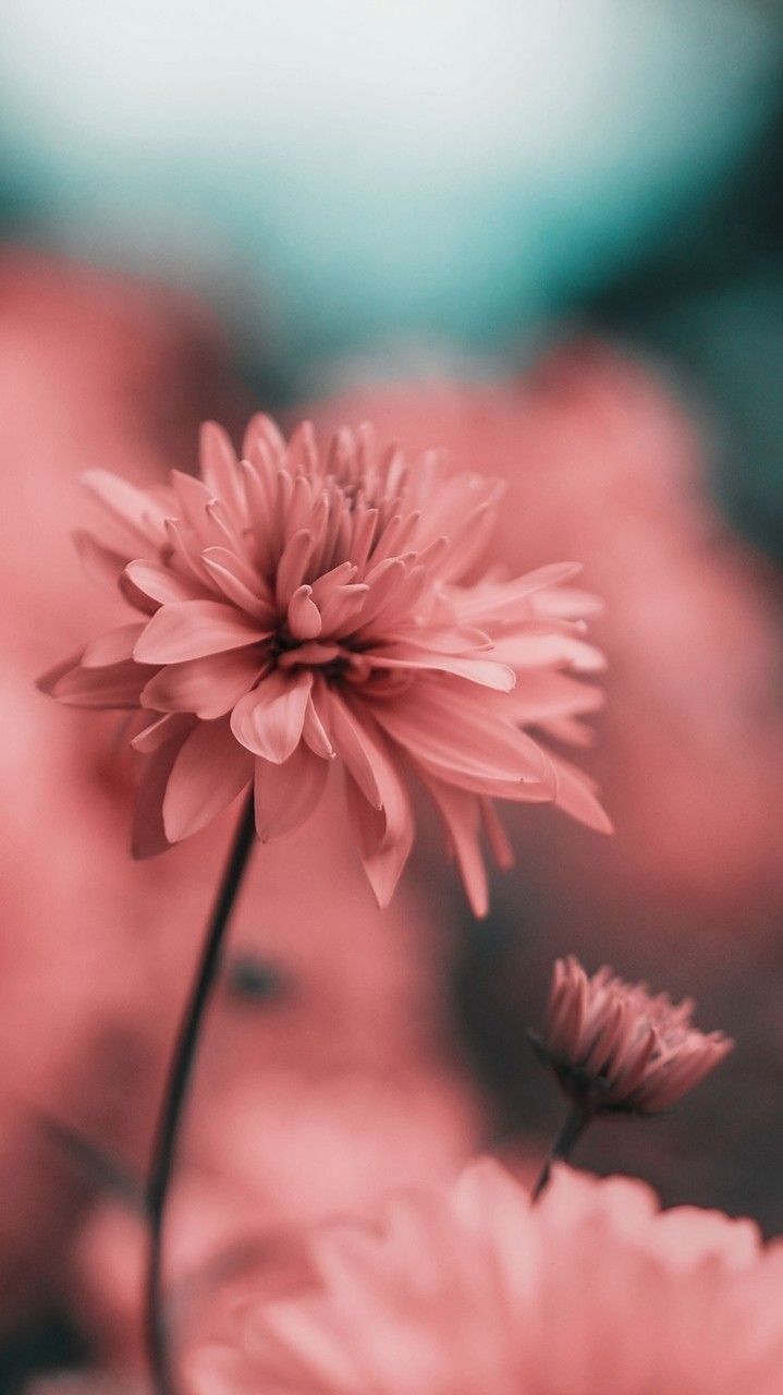 Flowers Android Phone Wallpapers Wallpaper Cave