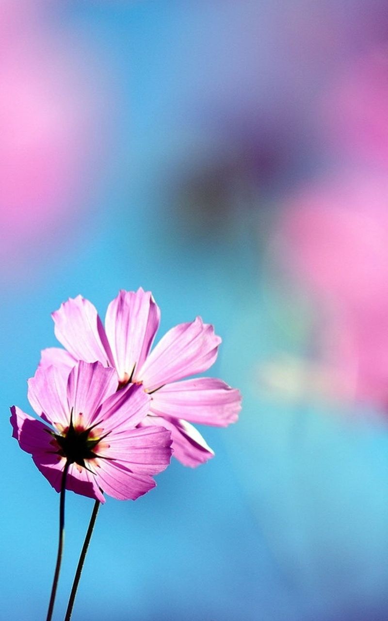 Free Flower Wallpapers For Android Phones Best Flower Site