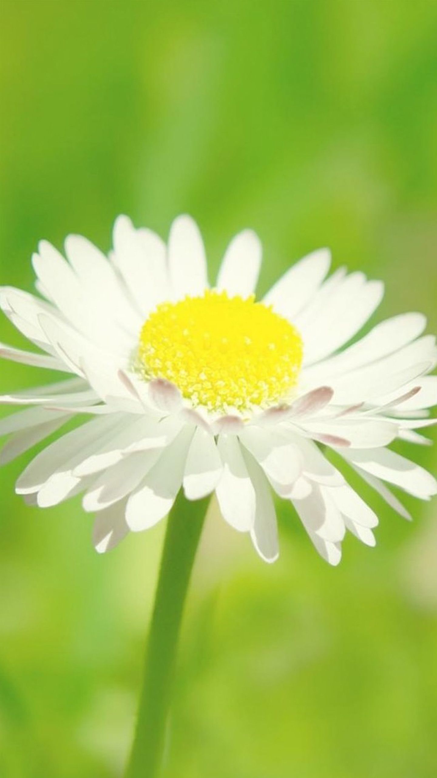 Flowers Android Phone Wallpapers Wallpaper Cave