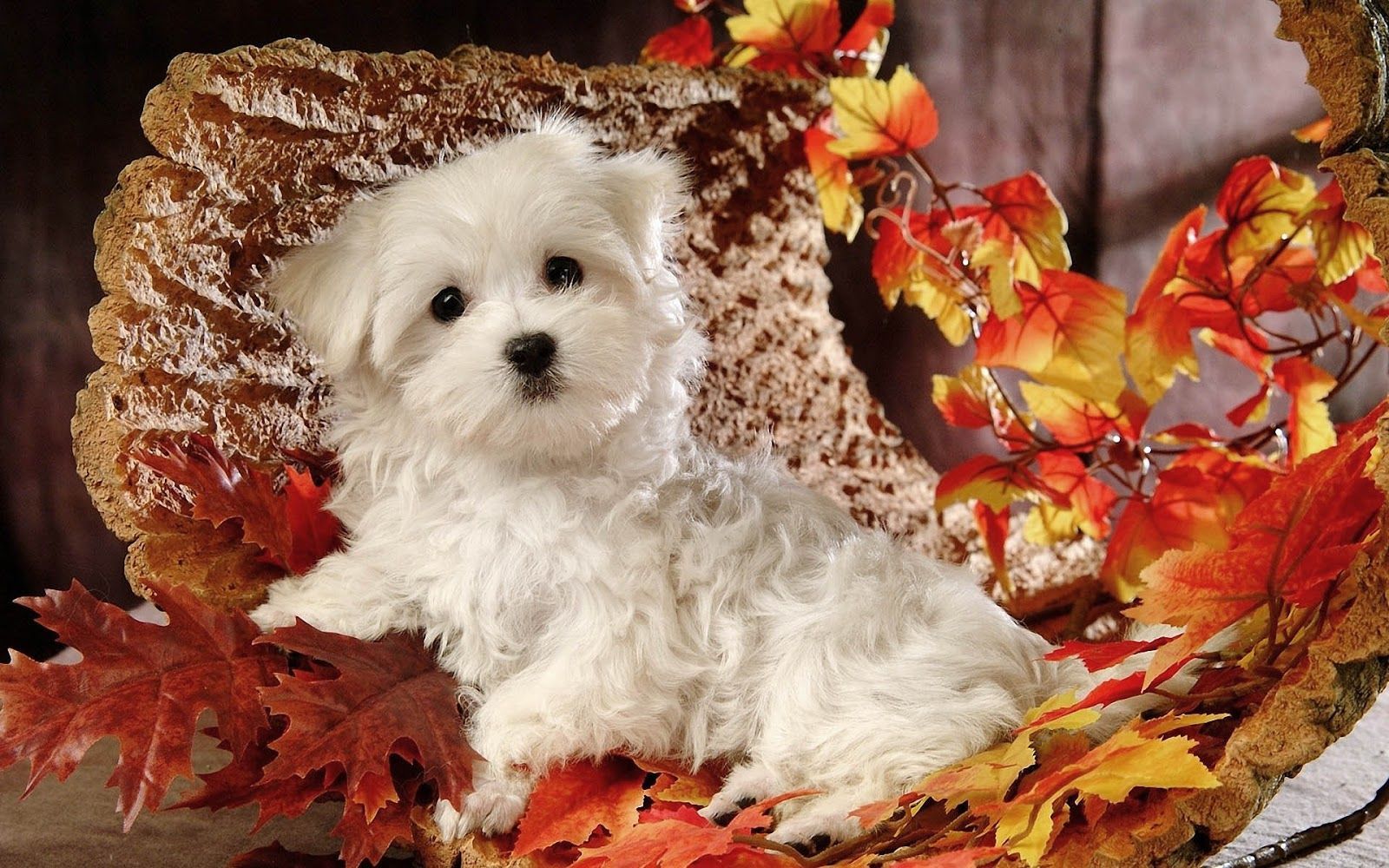 Autumn And Dog Wallpapers Wallpaper Cave