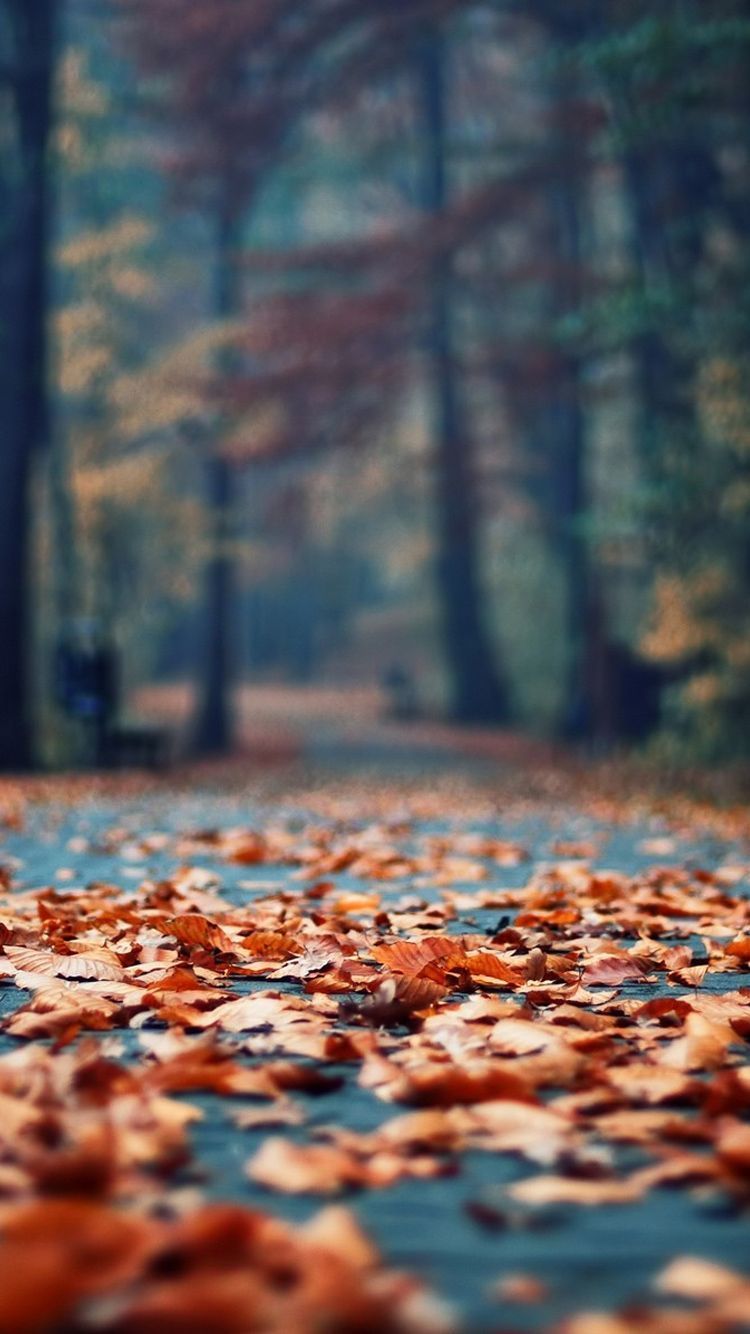 Autumn iPhone 11 Pro Max Wallpapers Wallpaper Cave