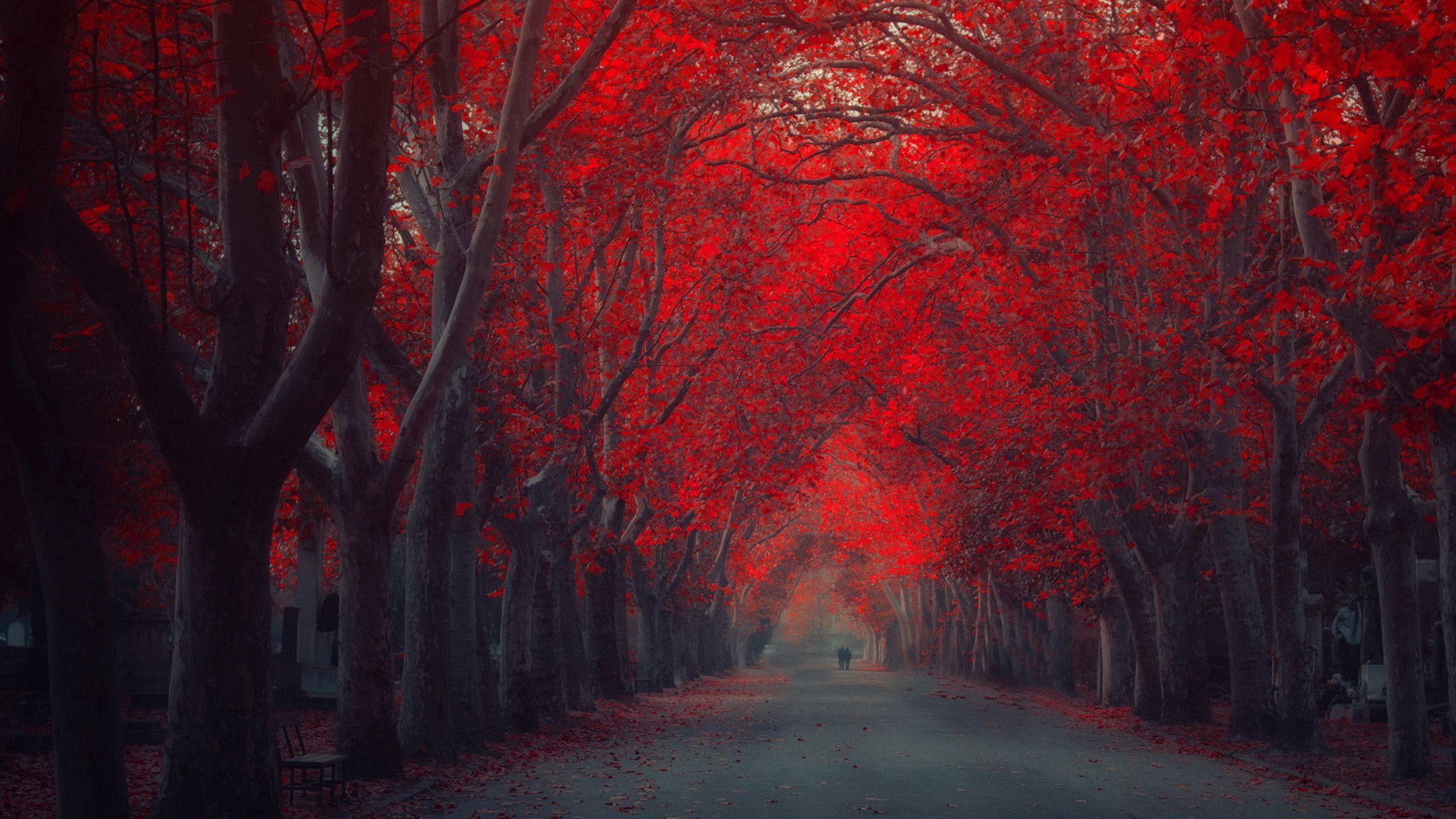 Red Forest Trees In Autumn Wallpapers Wallpaper Cave