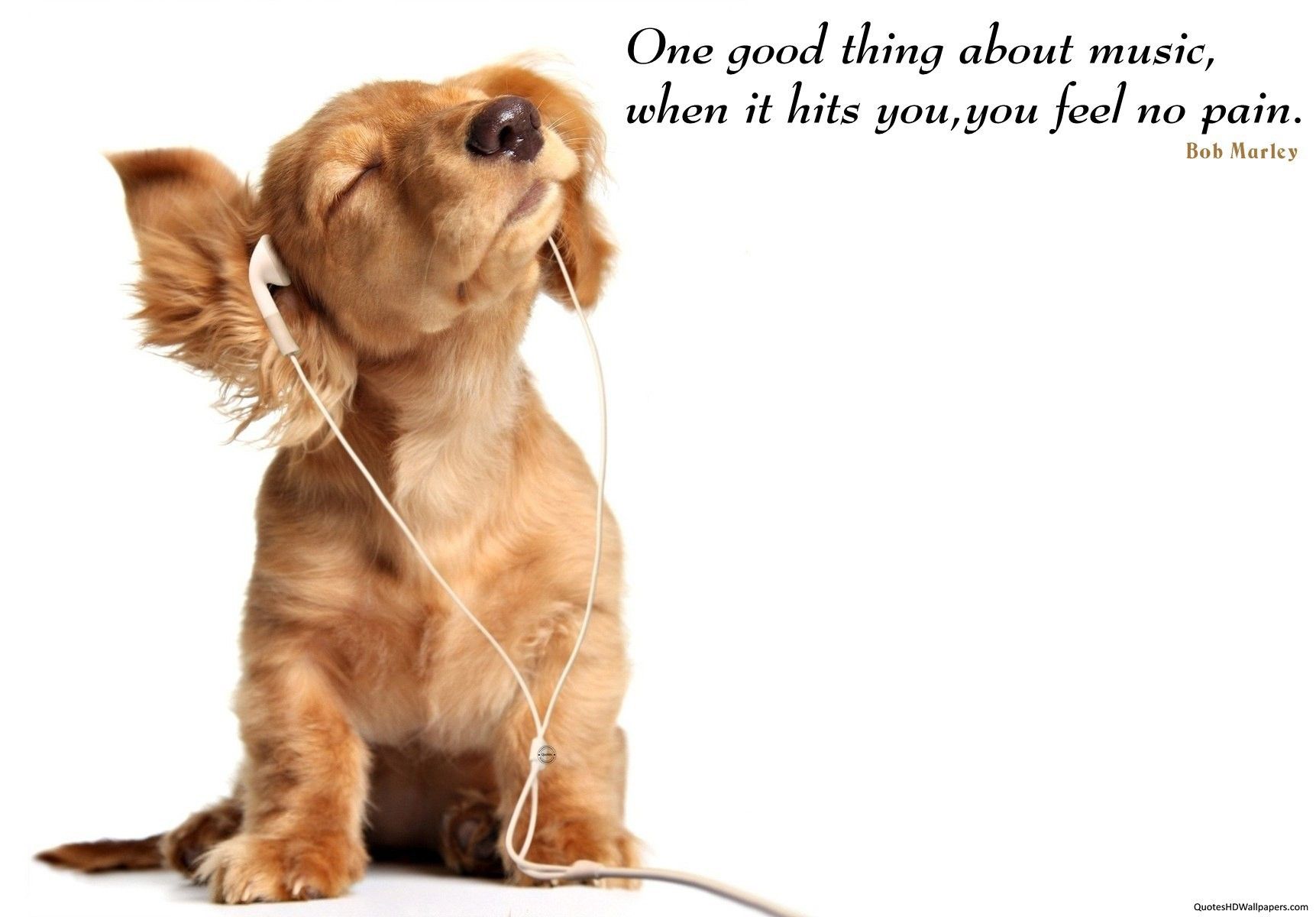 Dog Quotes Wallpapers Wallpaper Cave