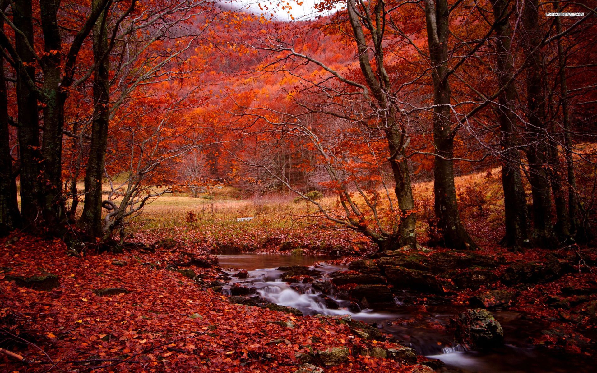 Red Forest Trees In Autumn Wallpapers Wallpaper Cave