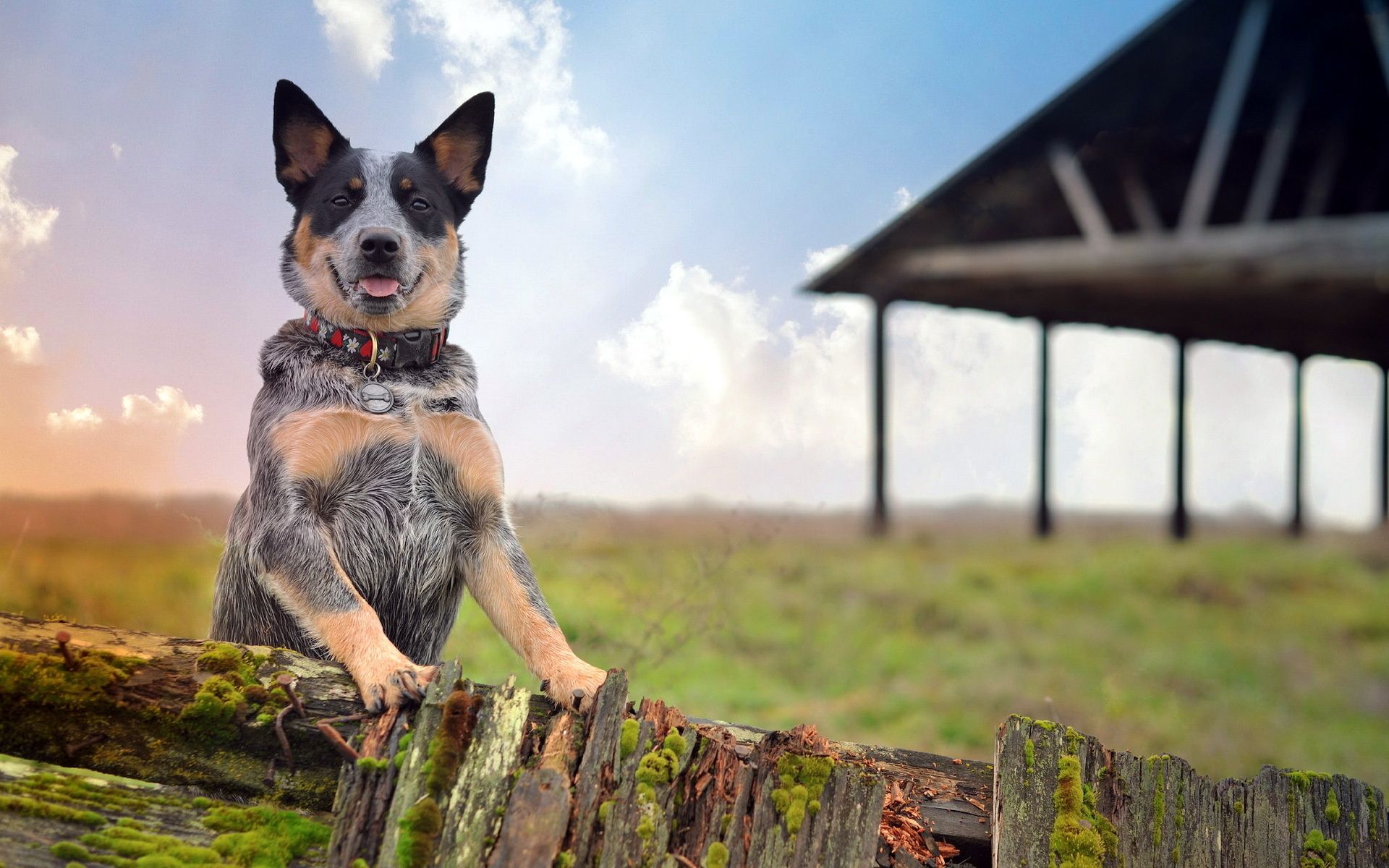 Australian Cattle Dog Wallpapers Wallpaper Cave